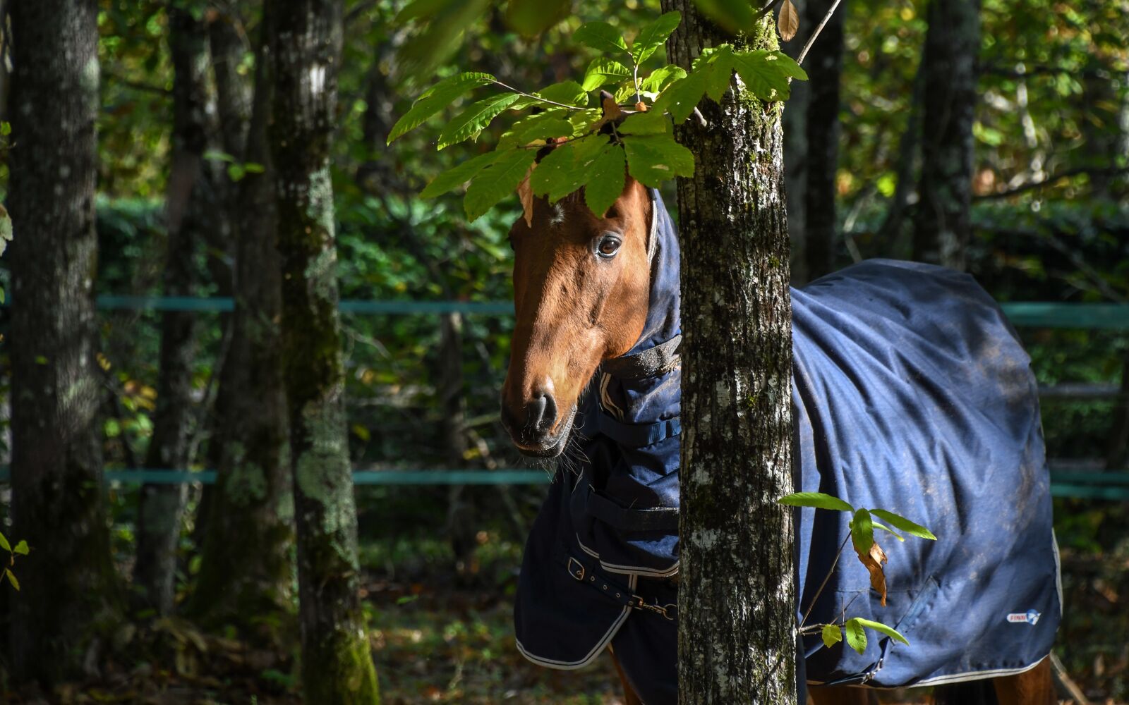 Nikon D500 sample photo. Horse, tree, nature photography