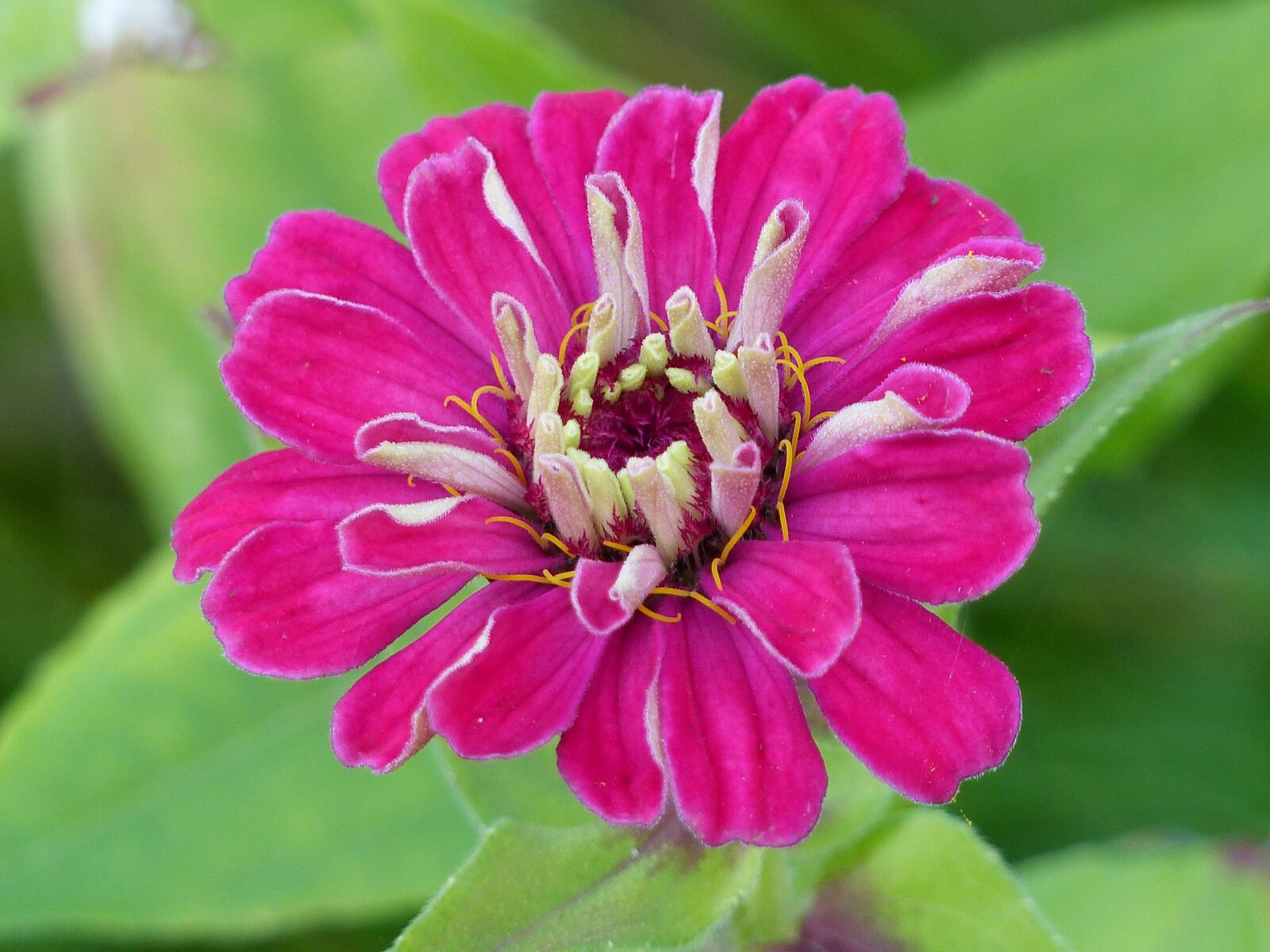 Panasonic Lumix DMC-FZ200 sample photo. Zinnia, flower, colors photography
