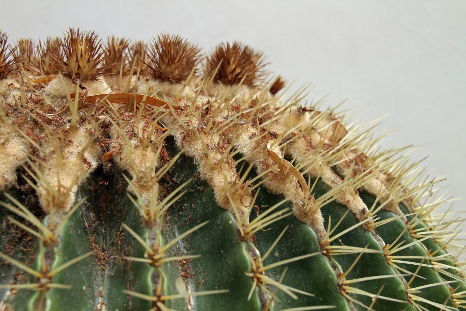 Canon EOS 7D sample photo. Cactus, thorn, plant photography