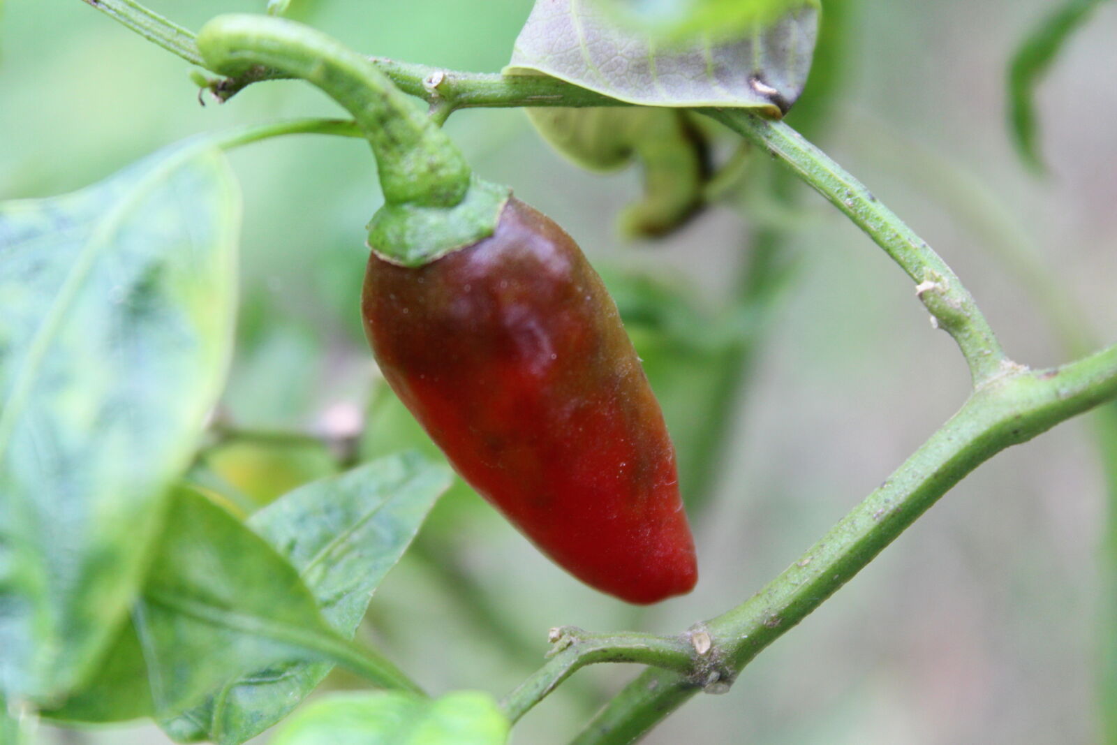 Canon EOS 700D (EOS Rebel T5i / EOS Kiss X7i) sample photo. Chilli, peppers, nature, photography photography