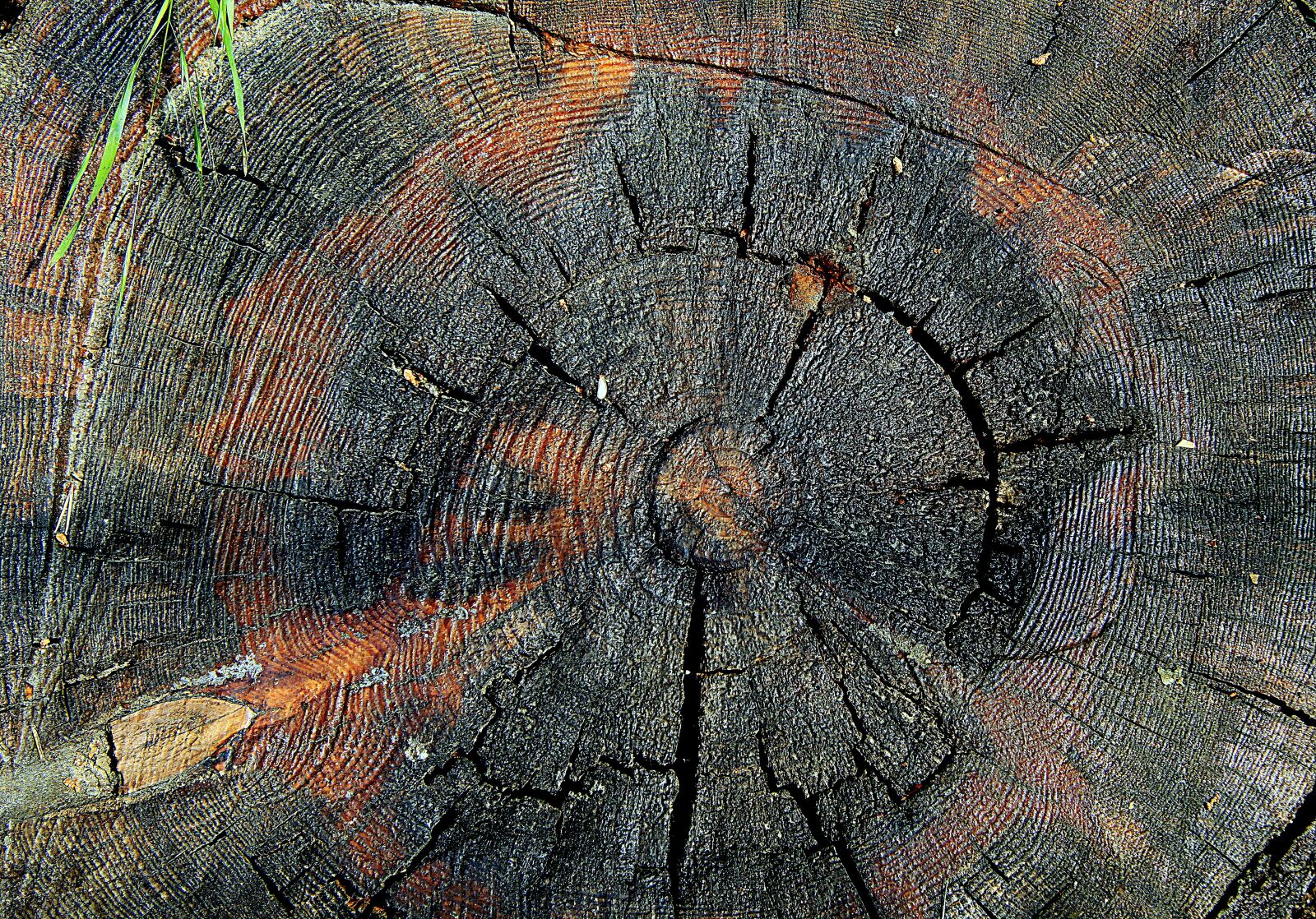 Canon EOS 50D sample photo. Trunk, tree, cross section photography