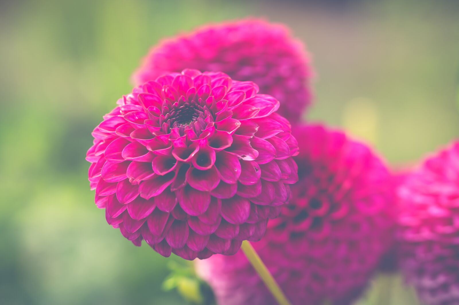 Sony SLT-A58 + 105mm F2.8 sample photo. Flowers, chrysanthemums, pink flower photography