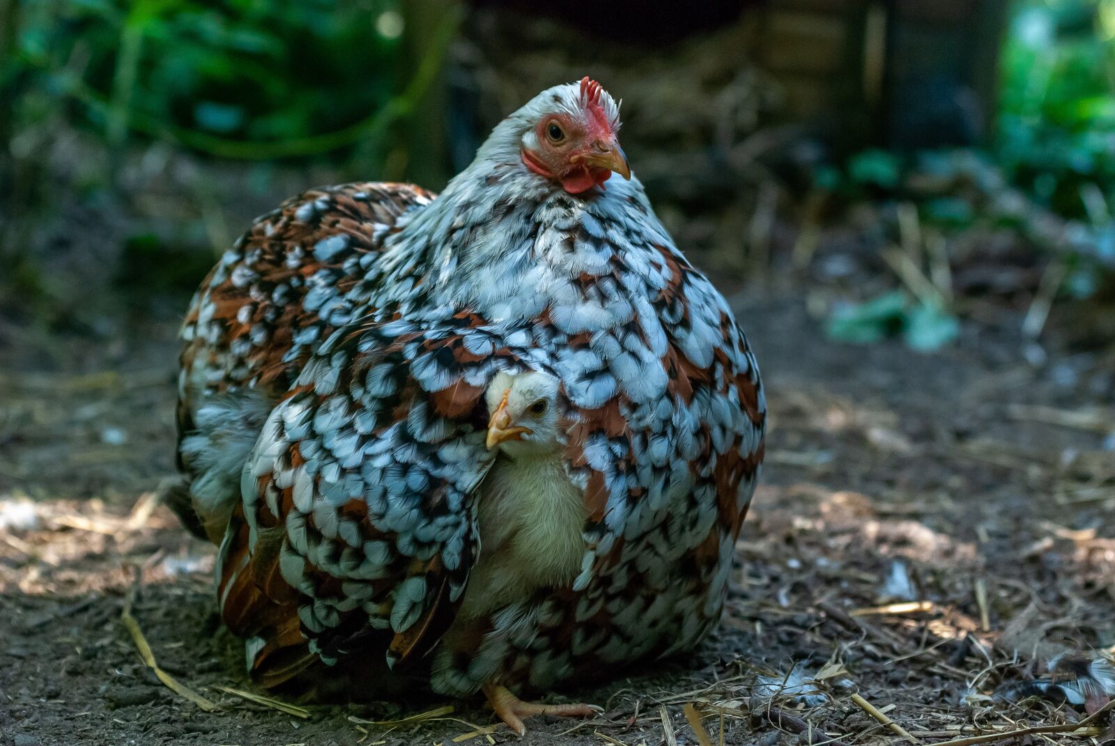 Nikon D80 sample photo. Hen, pekin, a thousand photography