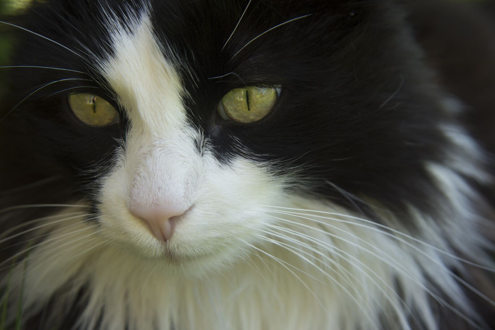 Nikon D7200 sample photo. Cat, black and white photography