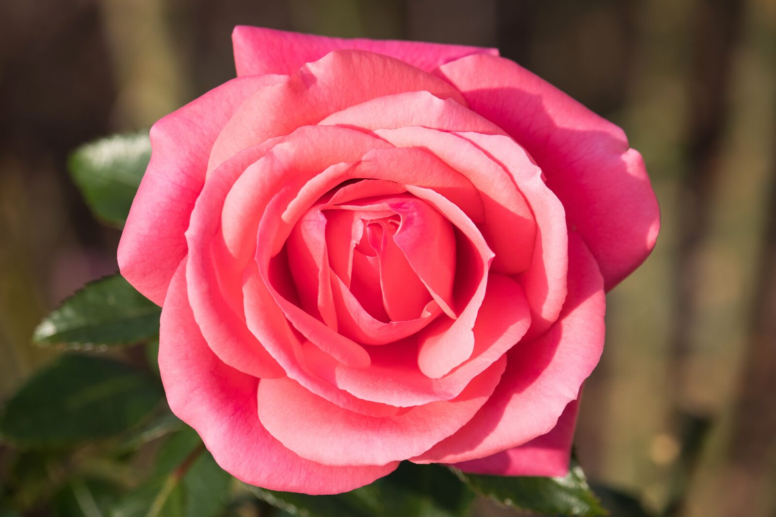 Canon EF-S 55-250mm F4-5.6 IS STM sample photo. Rose, blossom, bloom photography