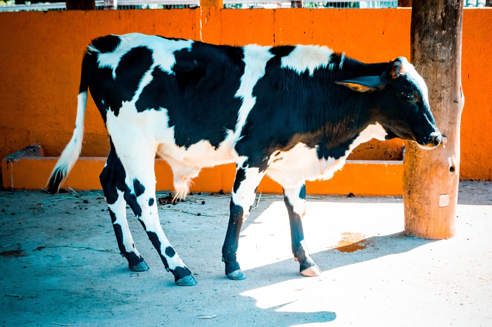 Nikon D3200 sample photo. Cow, cattle, animal photography