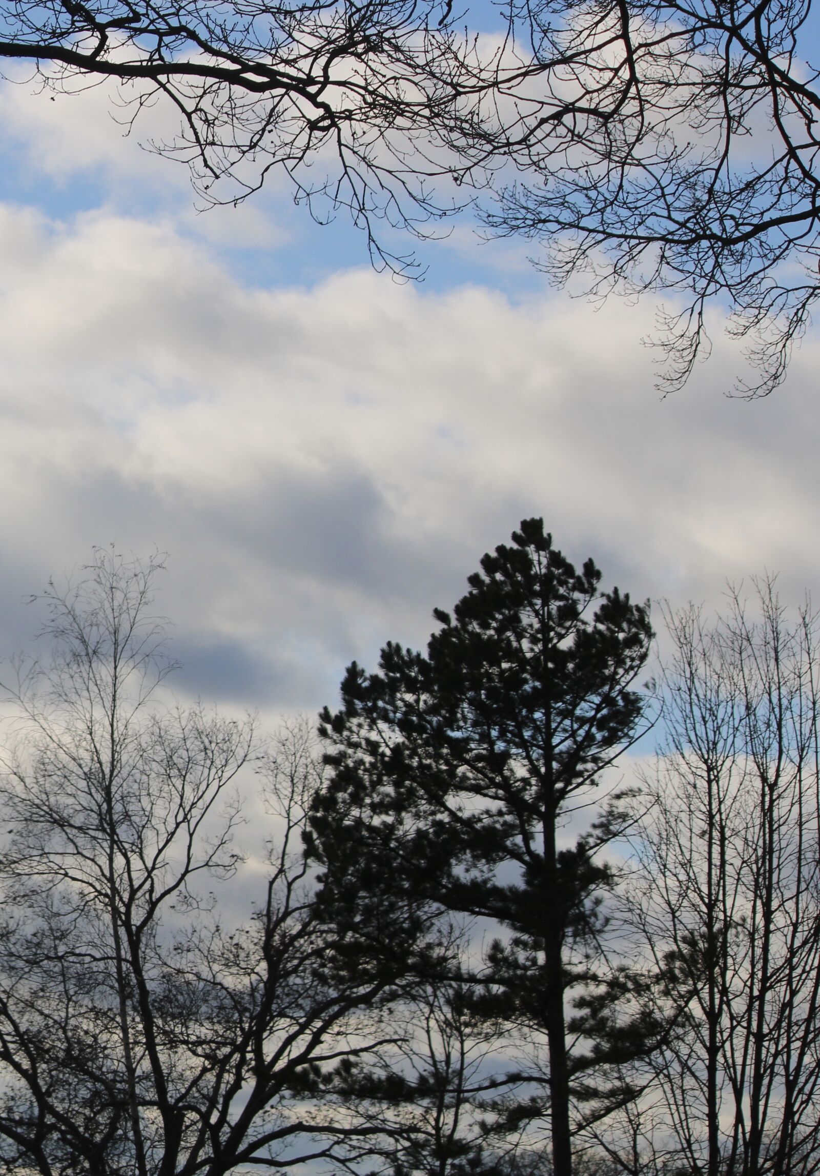 Canon EOS 2000D (EOS Rebel T7 / EOS Kiss X90 / EOS 1500D) sample photo. Tree against sky, clouds photography