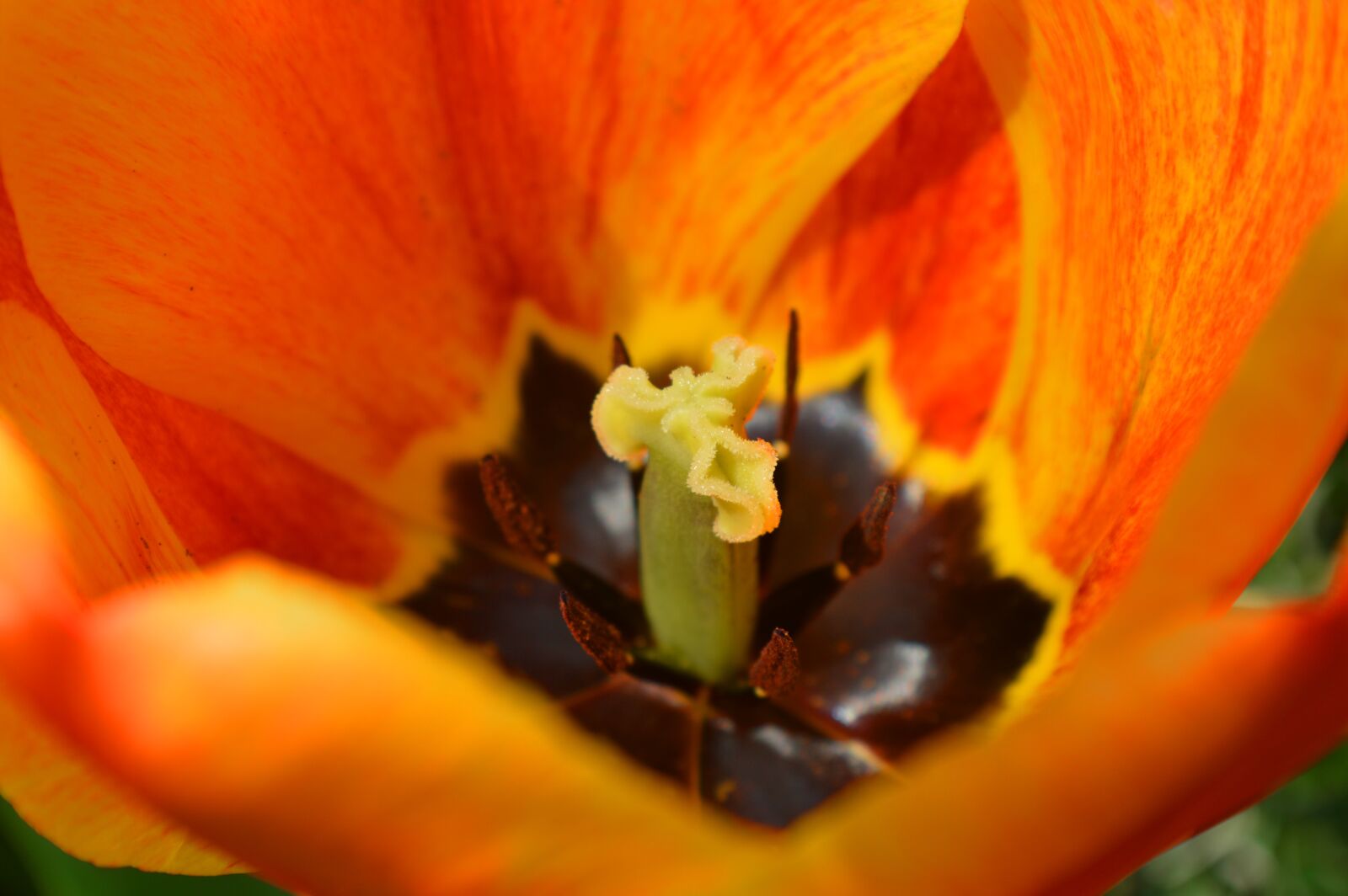 Nikon D3200 sample photo. Tulip, pistil, close up photography