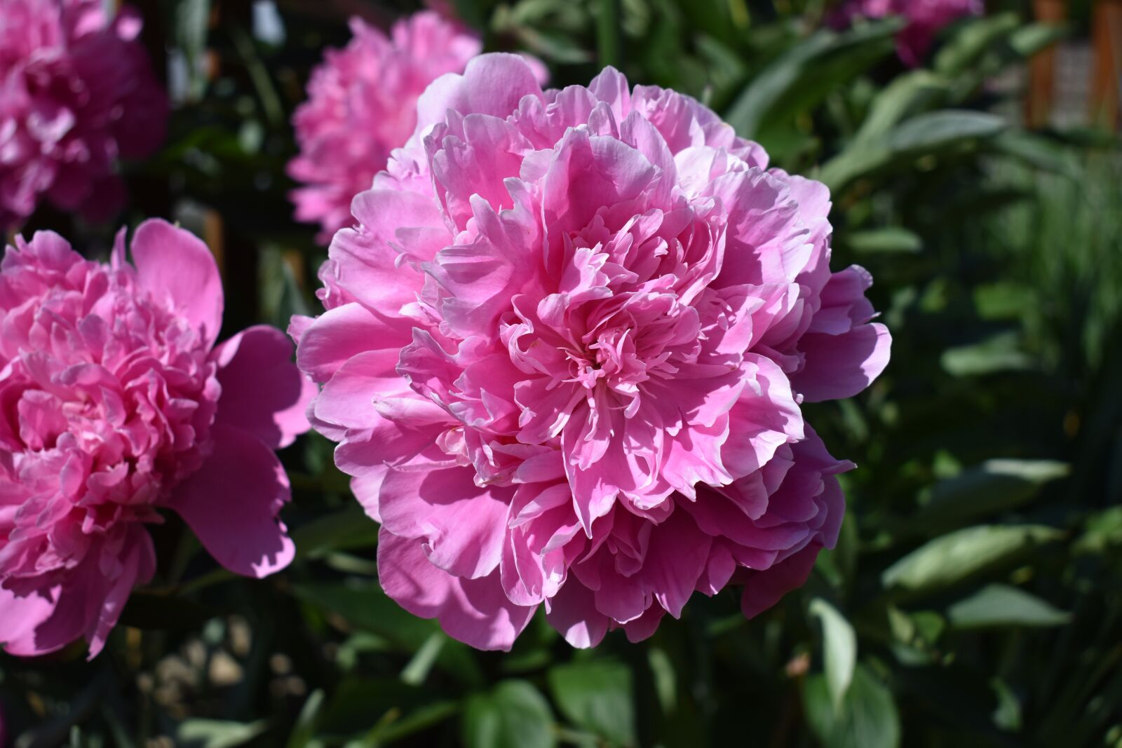 Nikon D3400 sample photo. Peony, flower, close up photography