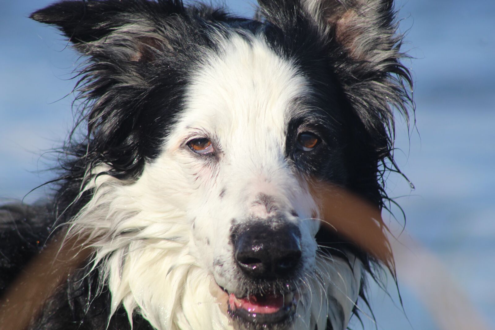 EF75-300mm f/4-5.6 sample photo. Dog, sheep dog, animals photography