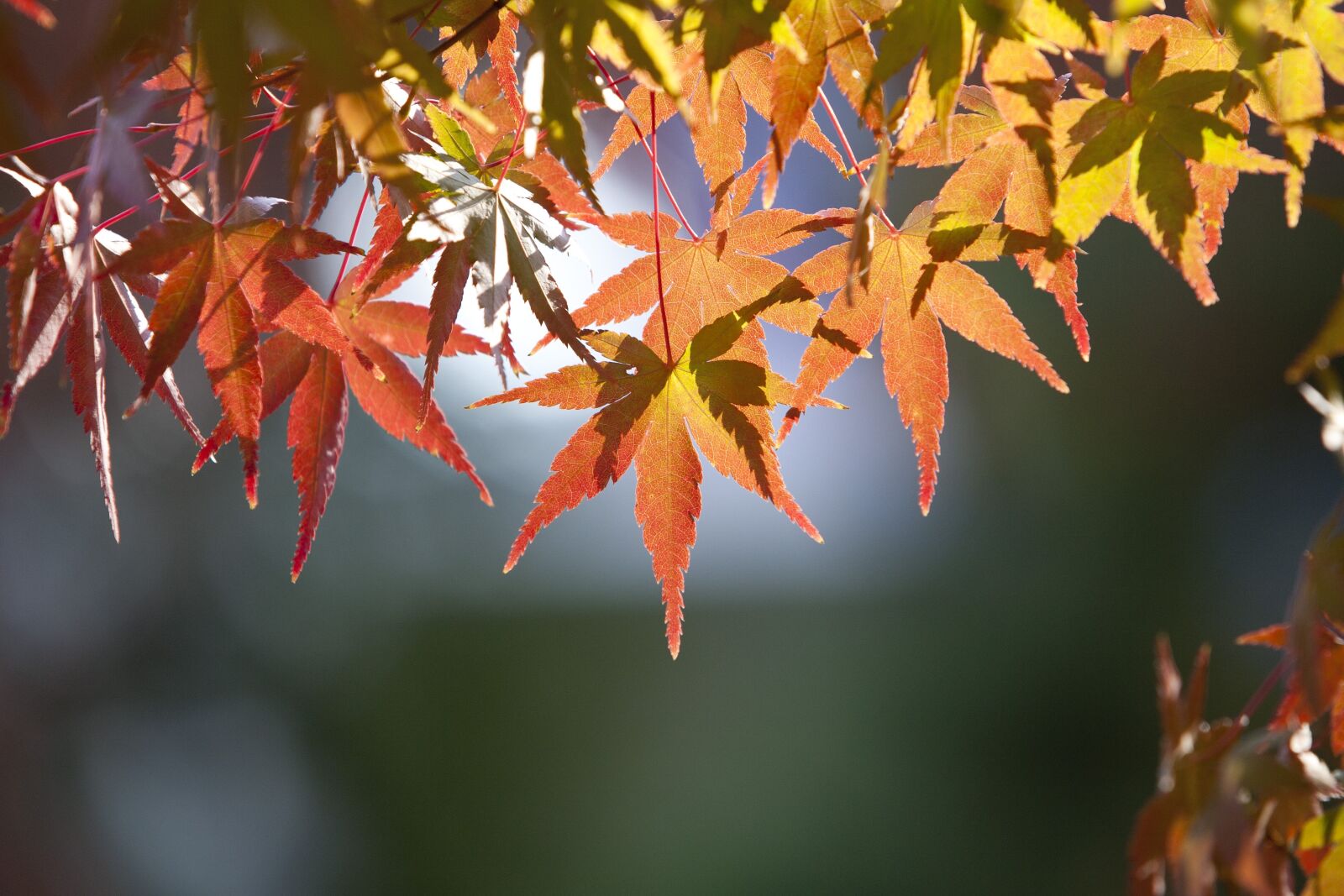 Canon EOS 5D sample photo. Autumn leaves, autumn, leaves photography