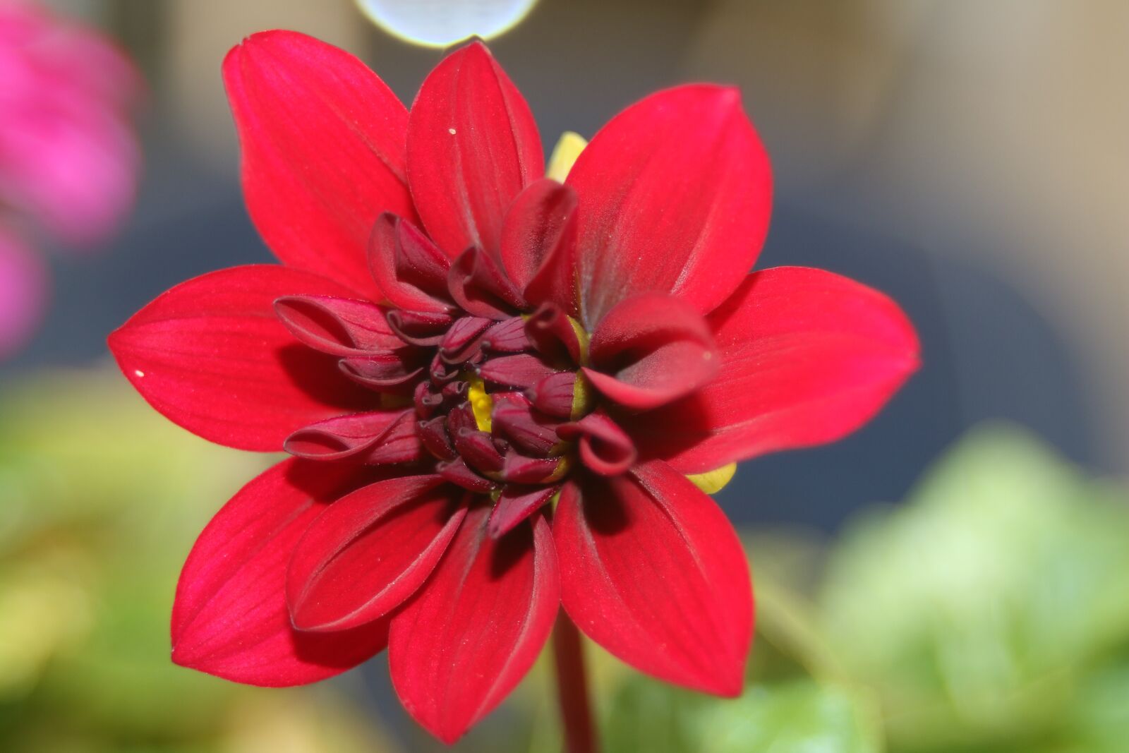 Canon EOS 760D (EOS Rebel T6s / EOS 8000D) sample photo. Dahlia, red, blossom photography