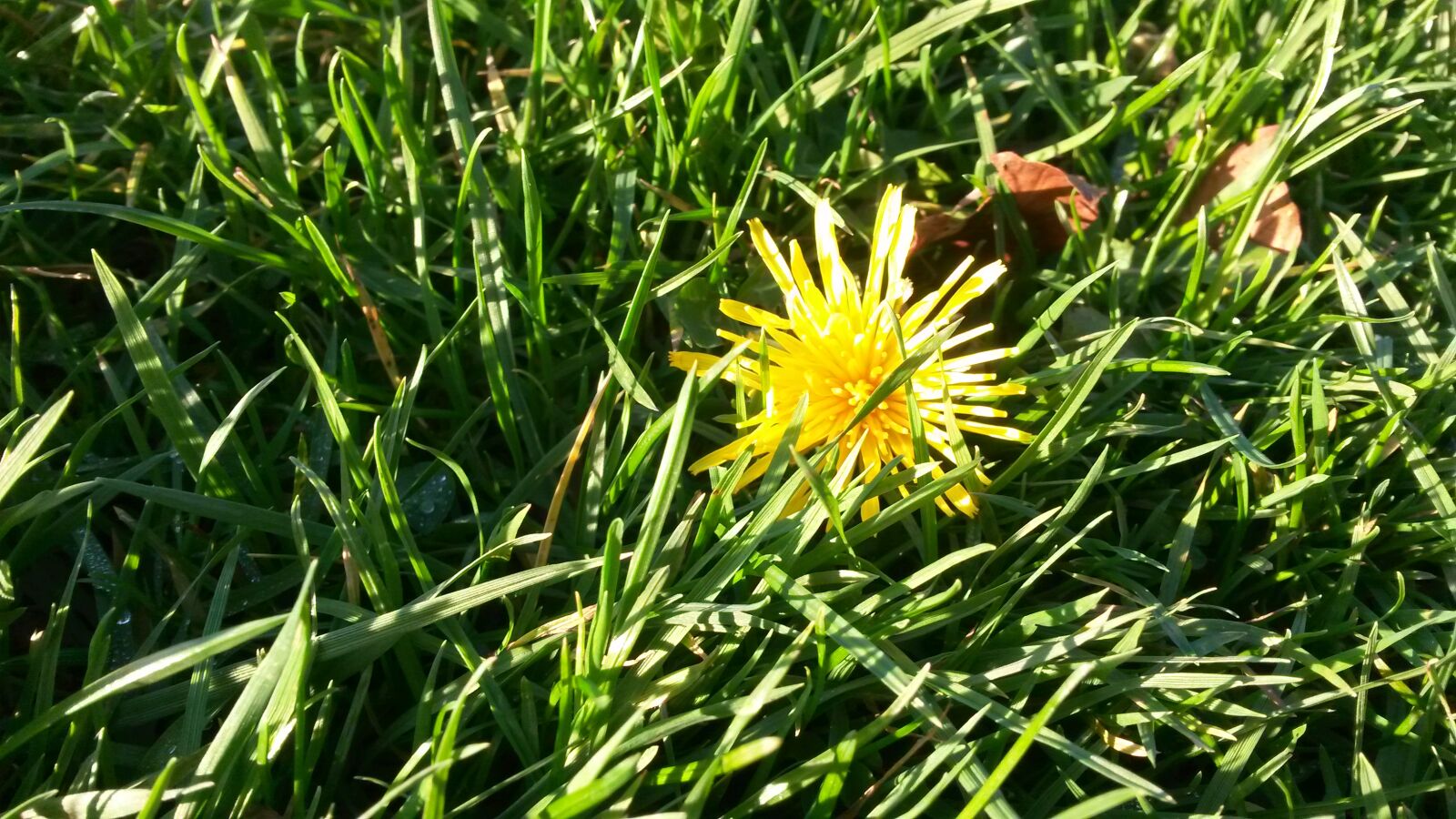 Samsung Galaxy S4 Mini sample photo. Dandelion, flower, grass photography