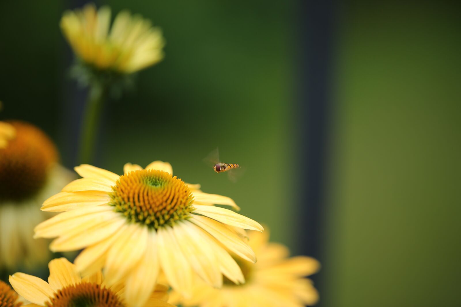Canon EF 100mm F2.8L Macro IS USM sample photo. Episyrphus balteatus, insect, hoverfly photography
