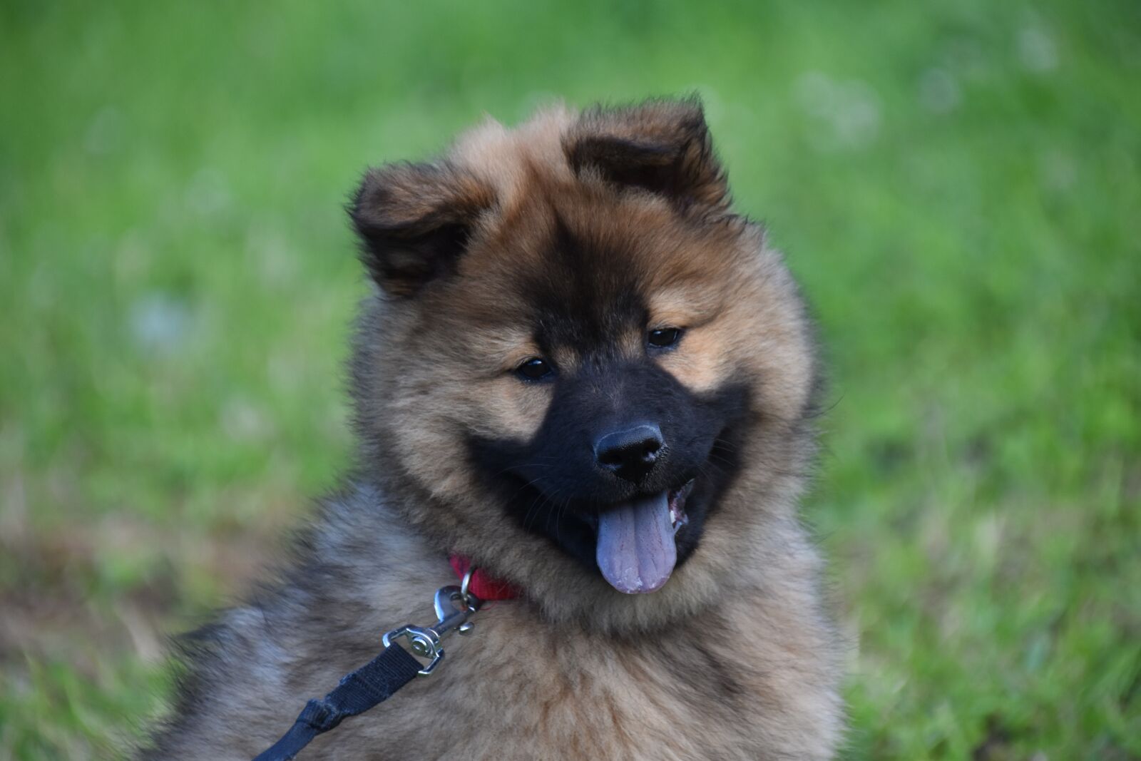 Nikon D5600 sample photo. Dog, young bitch popcorn photography