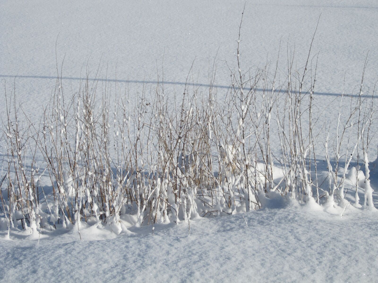 Canon PowerShot SD780 IS (Digital IXUS 100 IS / IXY Digital 210 IS) sample photo. Snow, winter, white photography
