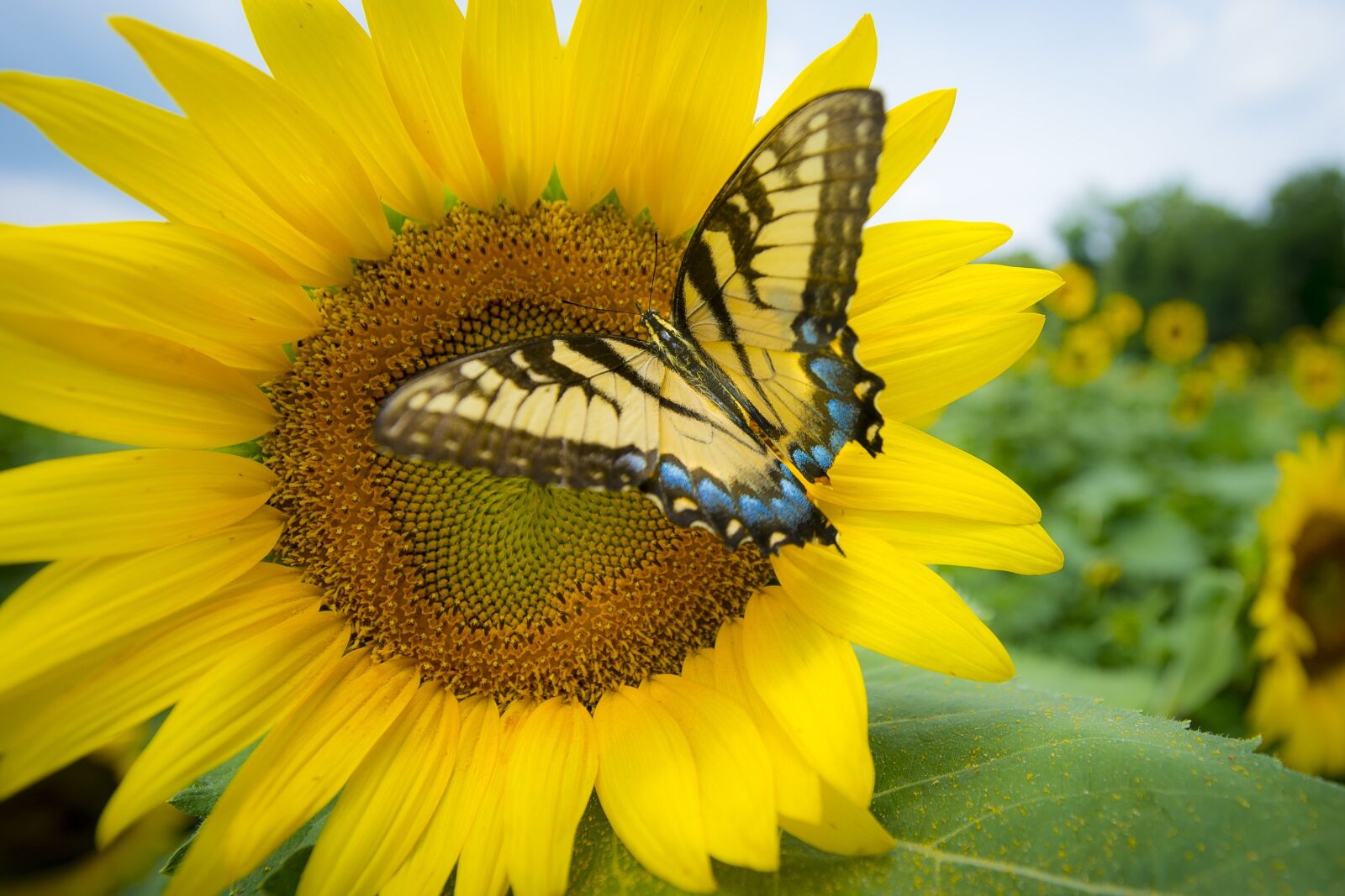 Nikon D4 sample photo. Sunflower, butterfly, bee photography