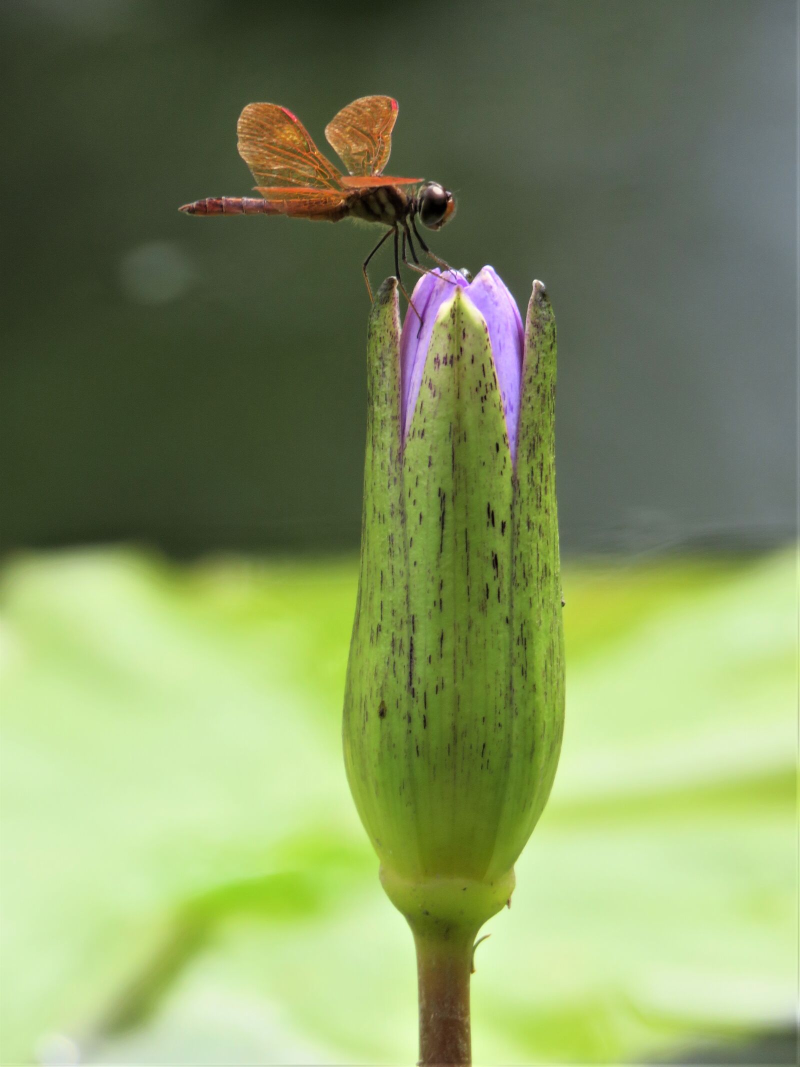 Canon PowerShot SX60 HS sample photo. Dragonfly, lotus, flower photography