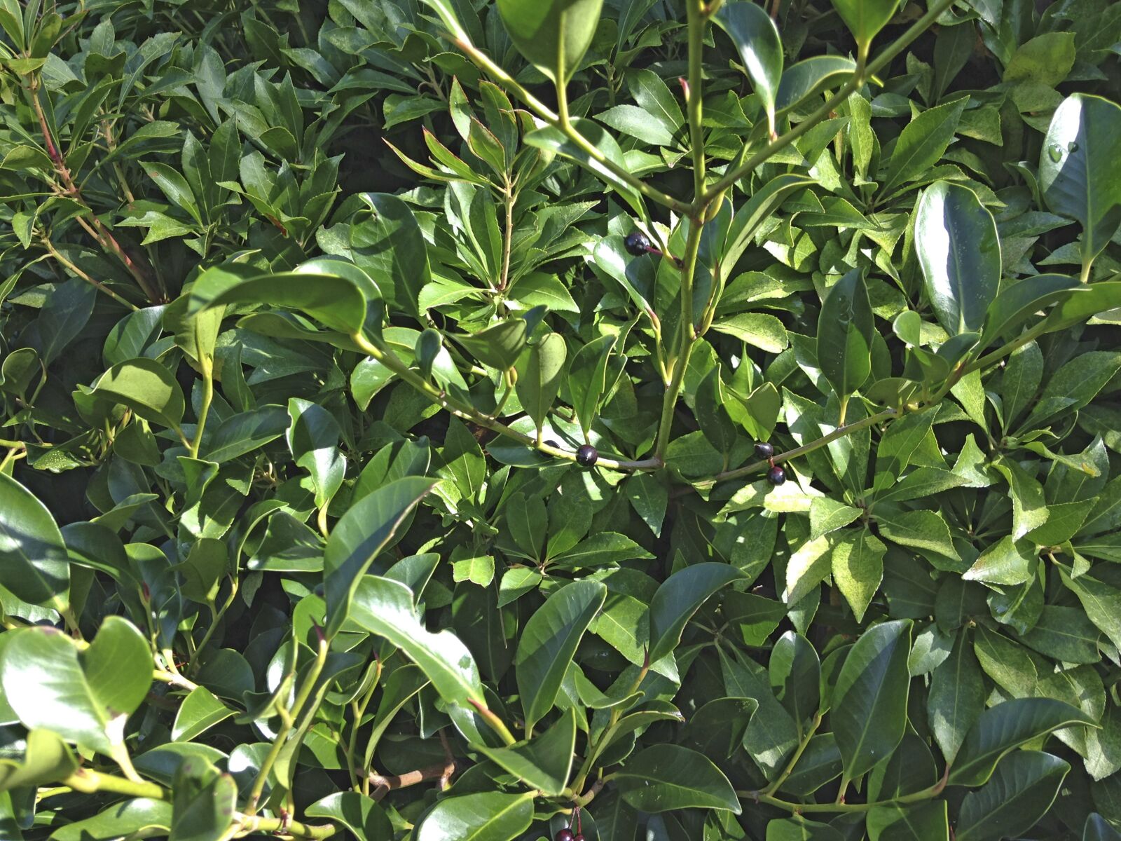iPhone 5c back camera 4.12mm f/2.4 sample photo. Tree, green, leaf photography