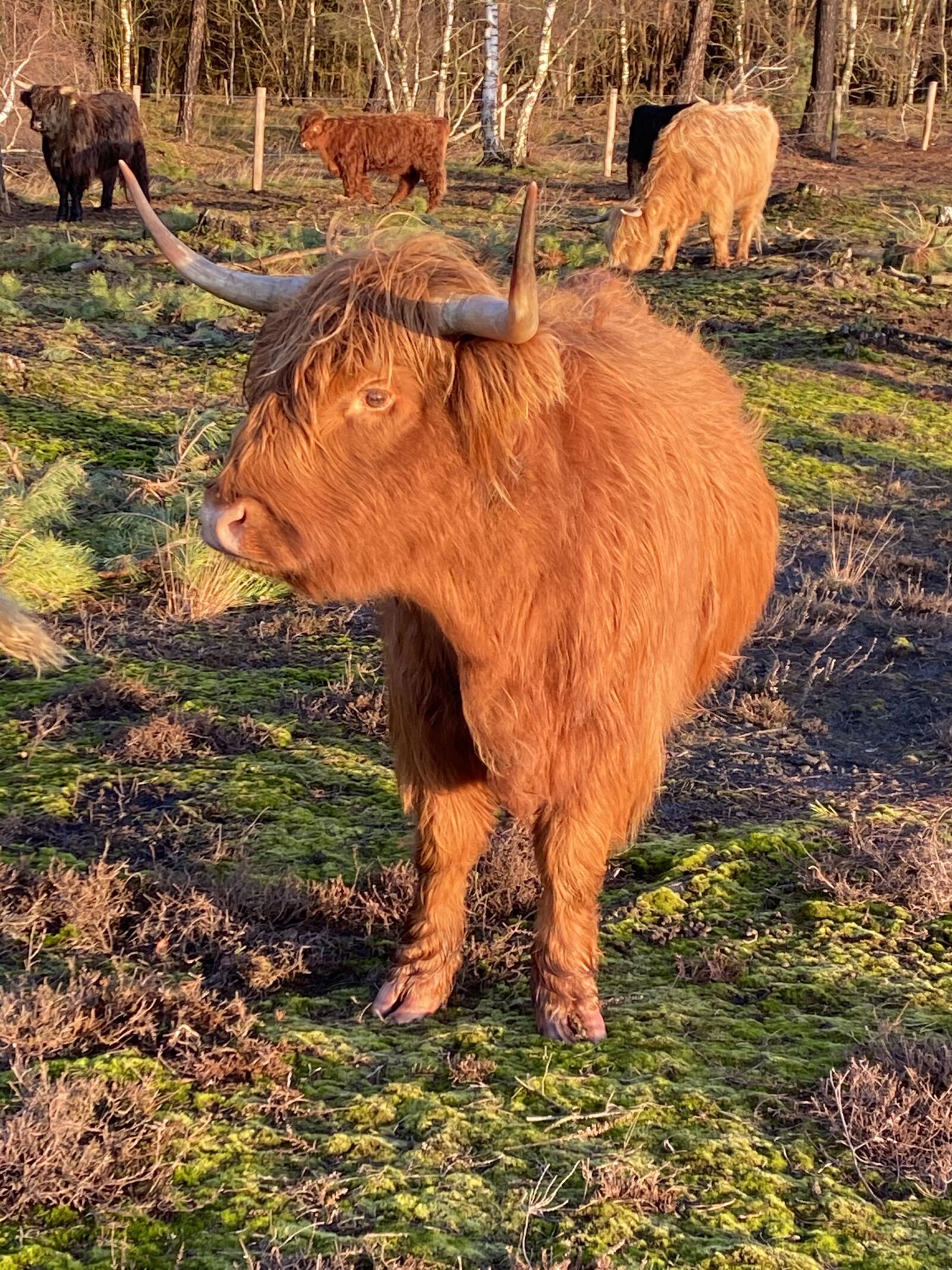 Apple iPhone 11 sample photo. Scottish highlander, beef, wild photography