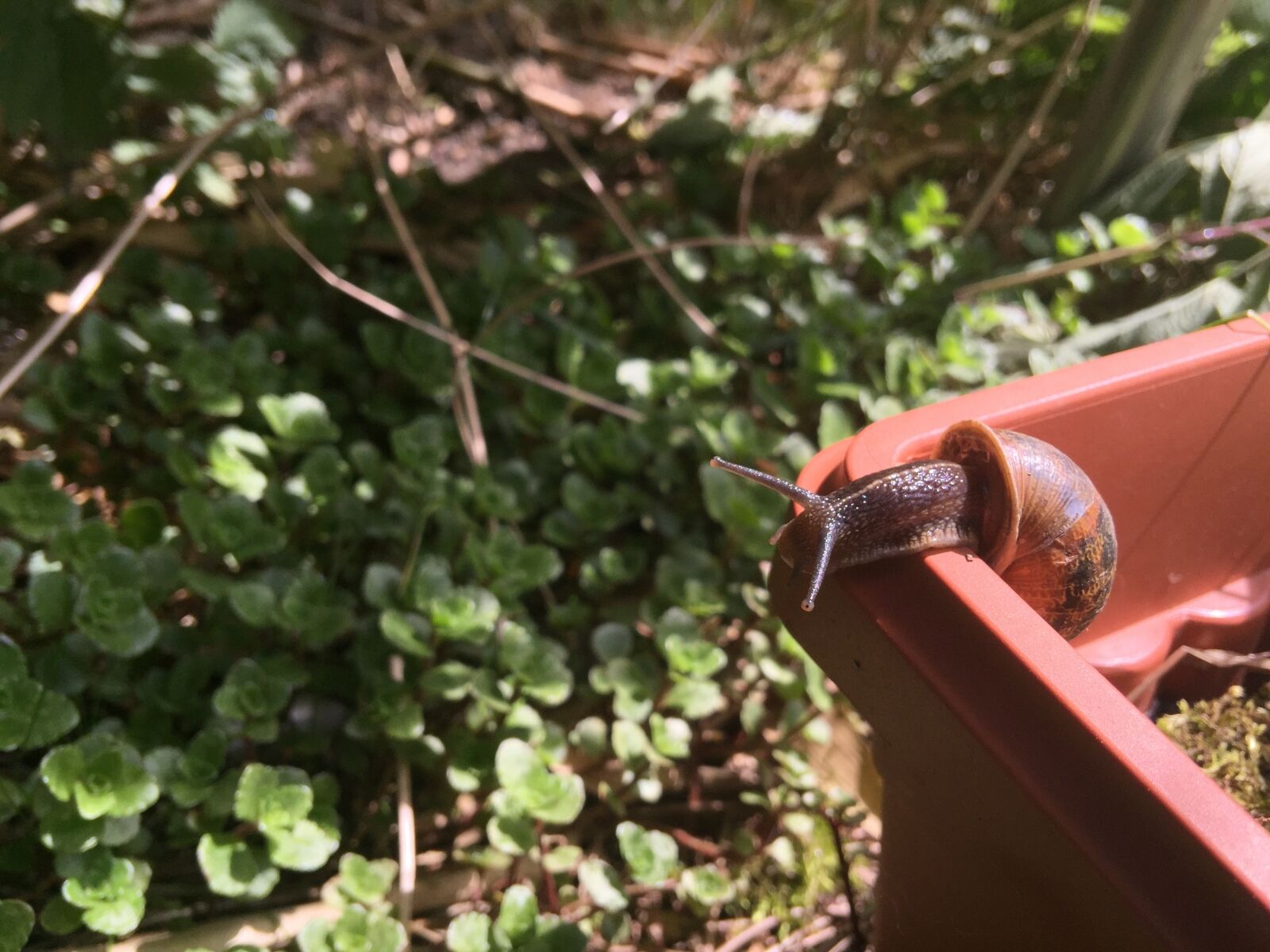 iPhone 6 Plus back camera 4.15mm f/2.2 sample photo. Flowers, snail shell, nature photography