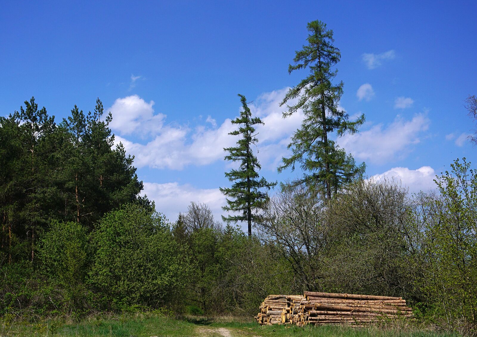 Sony E 16-50mm F3.5-5.6 PZ OSS sample photo. Nature, landscape, forest photography