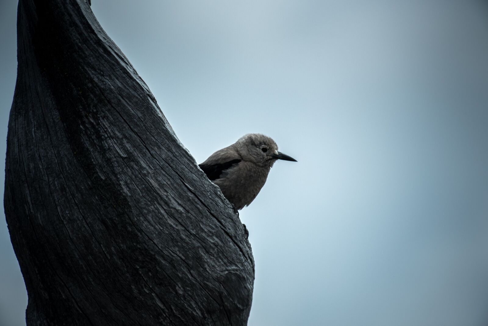 Nikon D750 sample photo. Animal, beautiful, bird photography