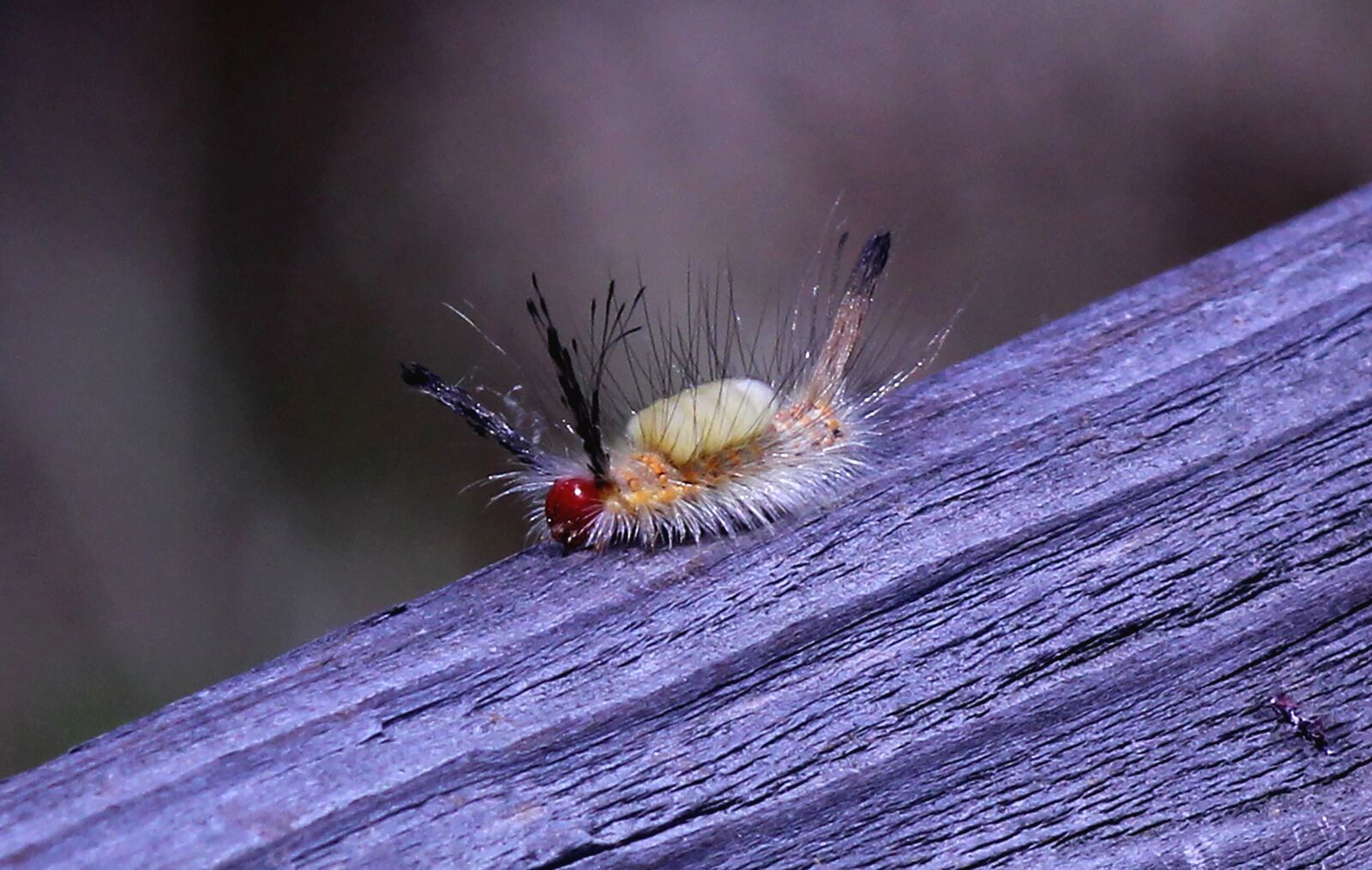 Canon EF75-300mm f/4-5.6 sample photo. Caterpillar, toxic, white-marked photography