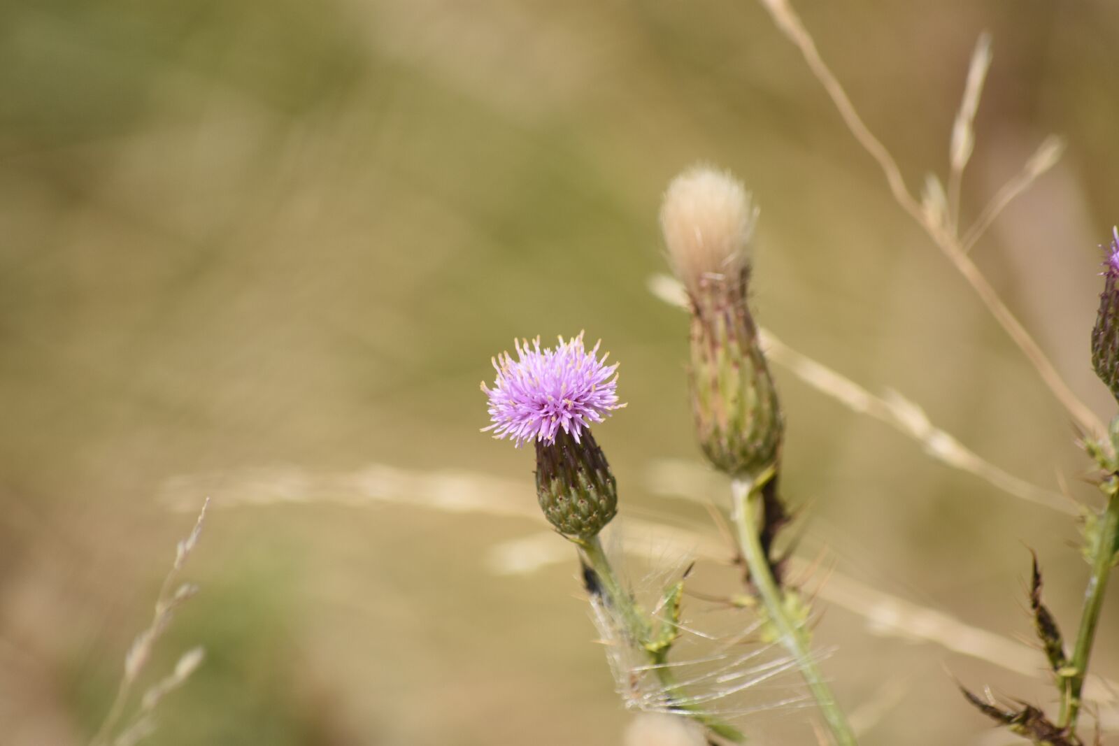Nikon D3400 sample photo. Flower bloom, tumai beach photography
