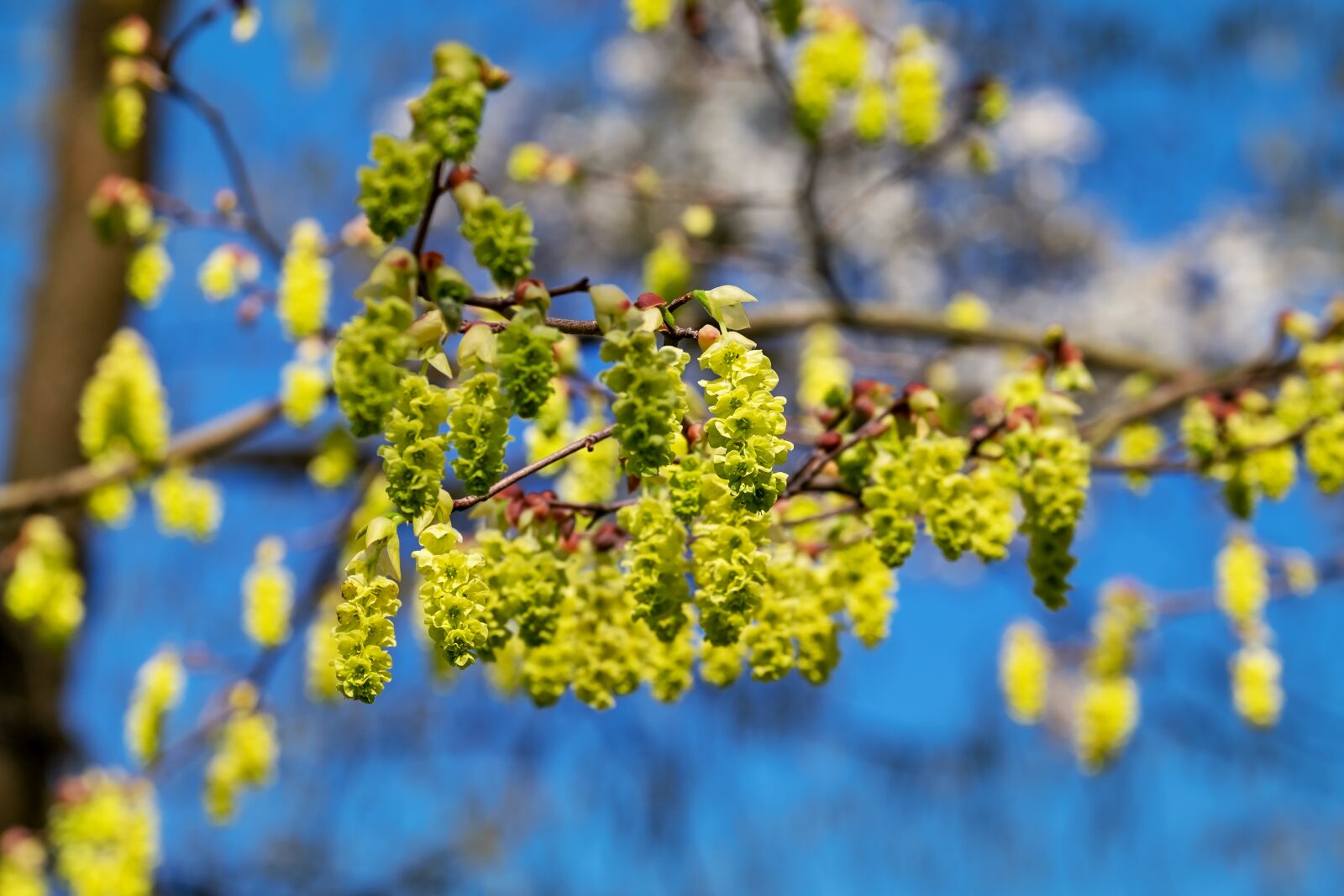 Fujifilm XF 55-200mm F3.5-4.8 R LM OIS sample photo. Scheinhaseln, blumenhaseln, bush photography