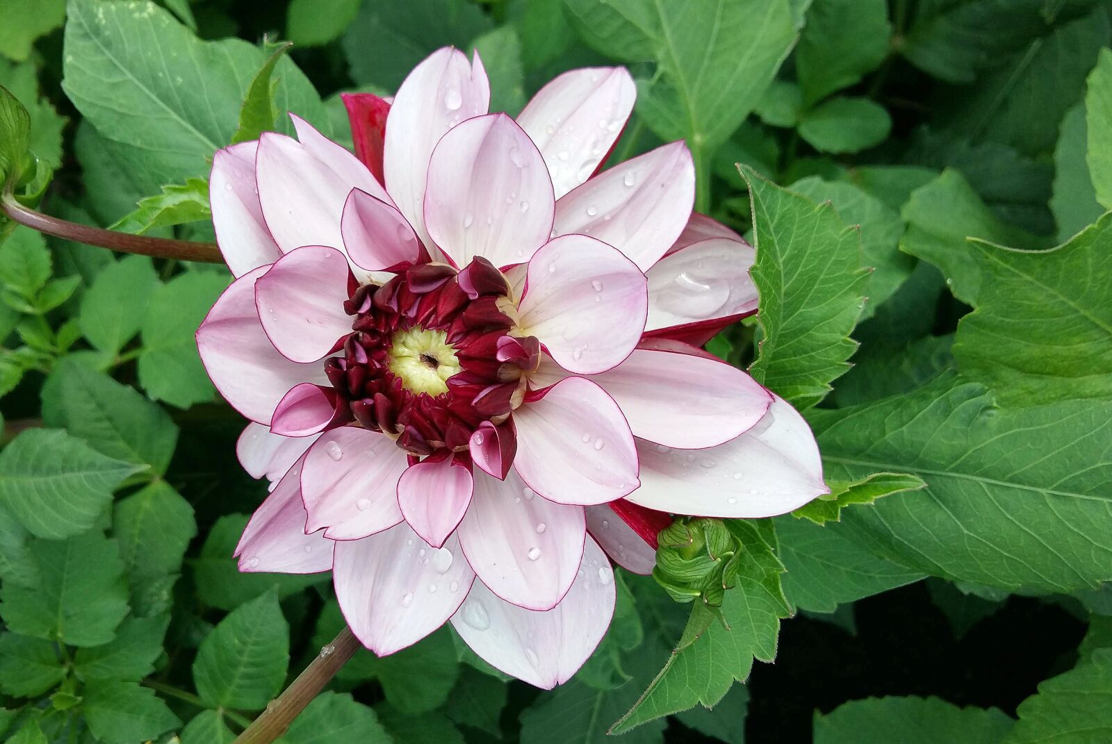 Nikon D3000 sample photo. Dahlia, flower, garden photography