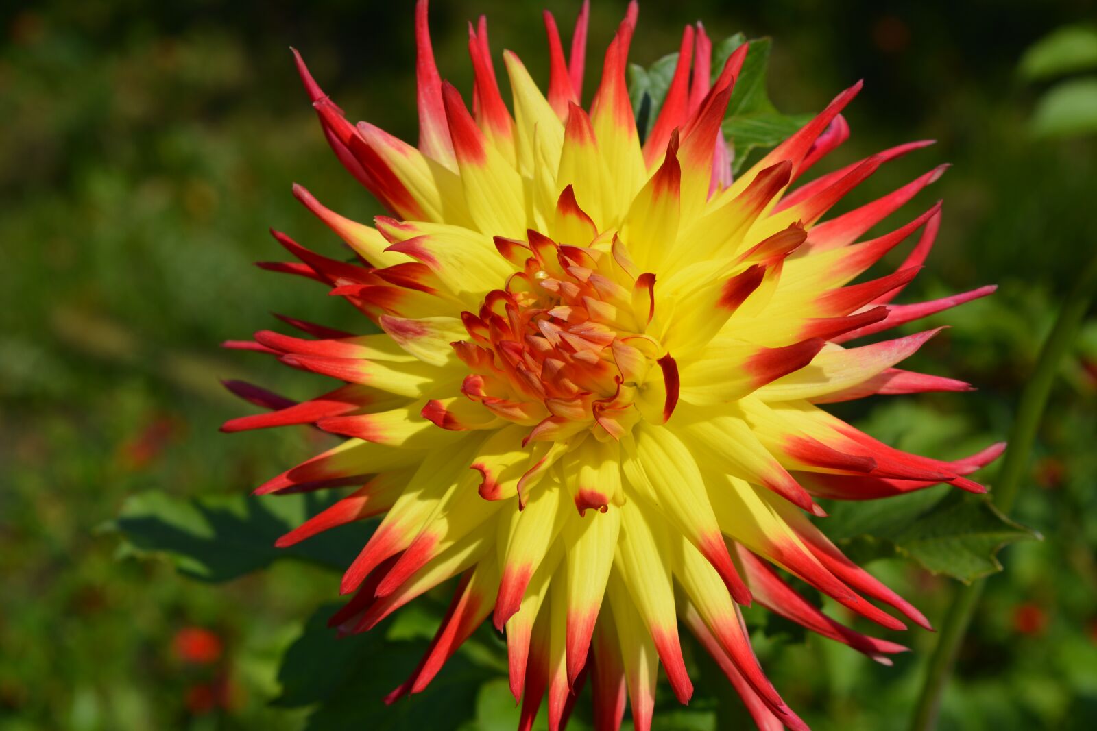 Nikon D5200 sample photo. Flower, nature, plant photography