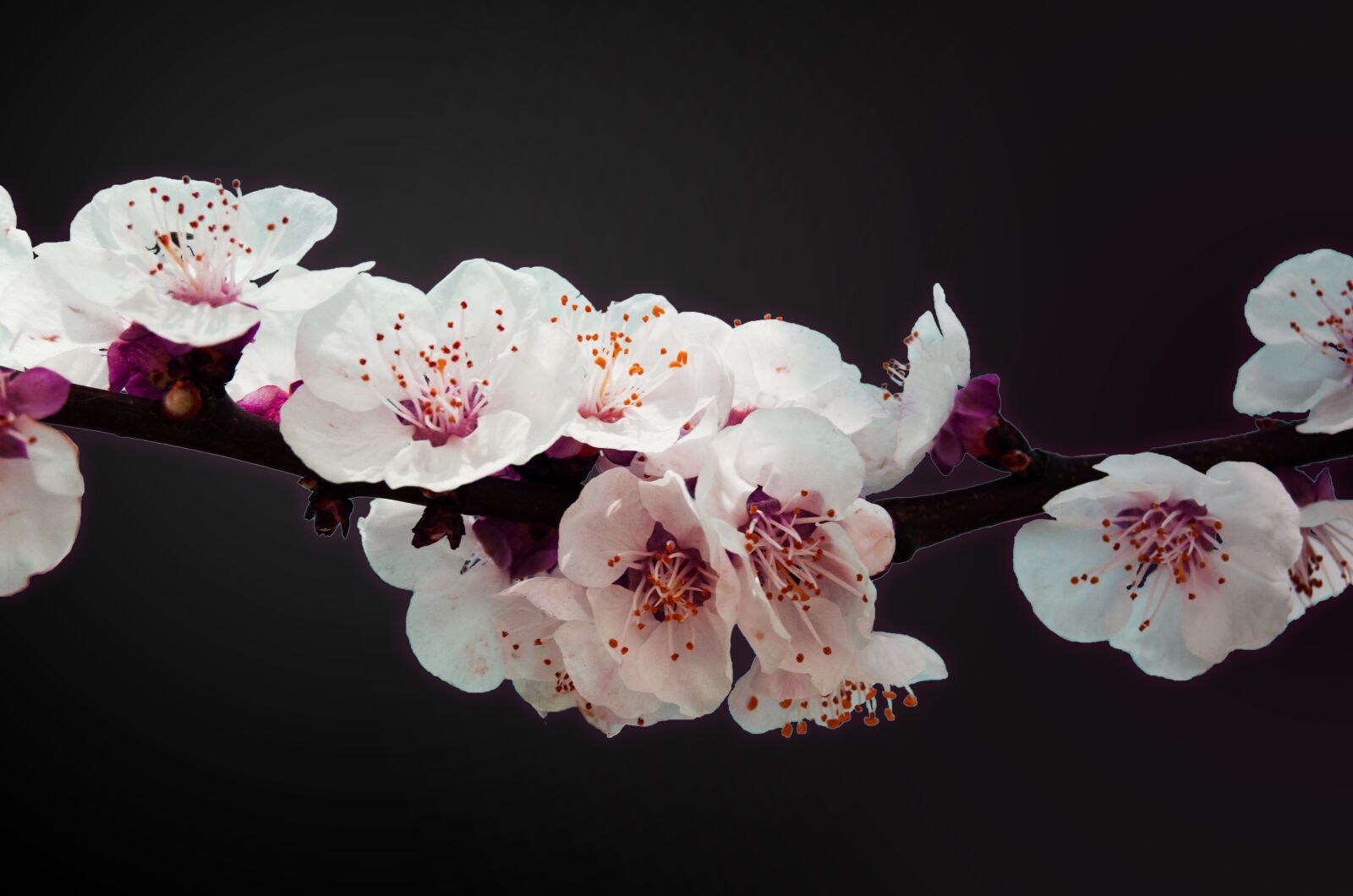 Nikon D5100 sample photo. Flowers, purple, blossom photography