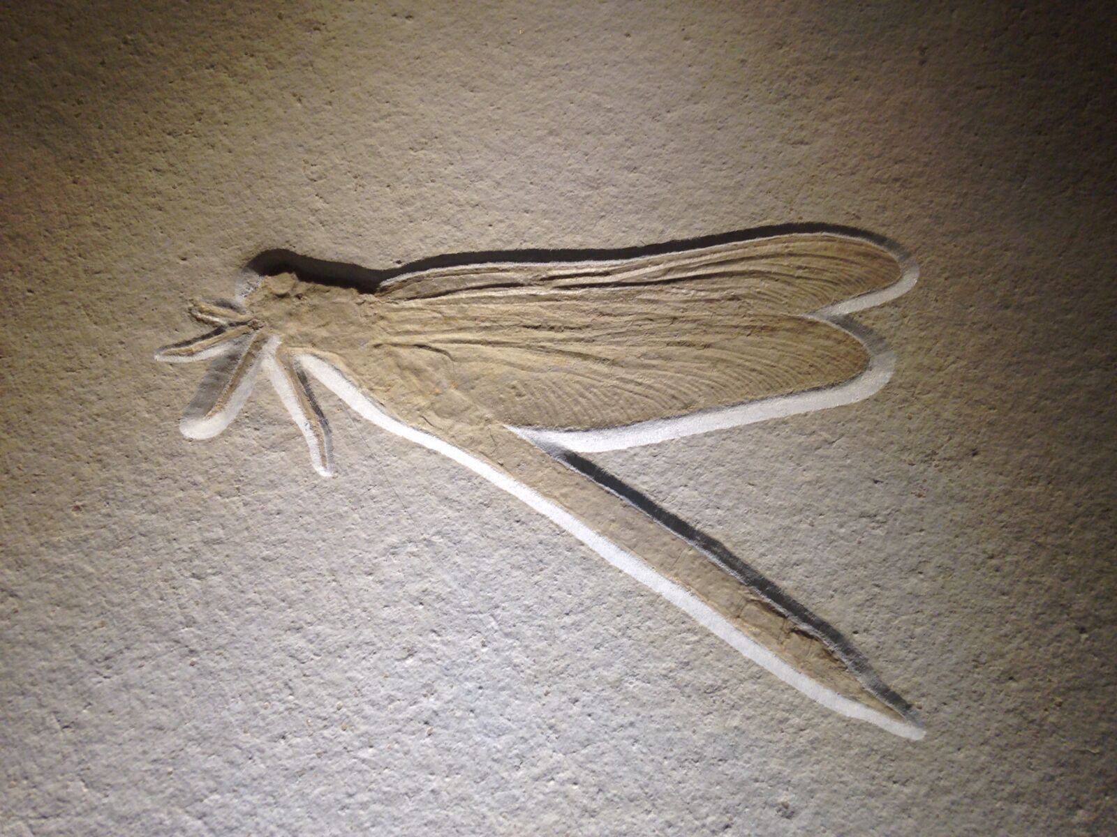 iPhone 5c back camera 4.12mm f/2.4 sample photo. Fossil, dragonfly, insect photography