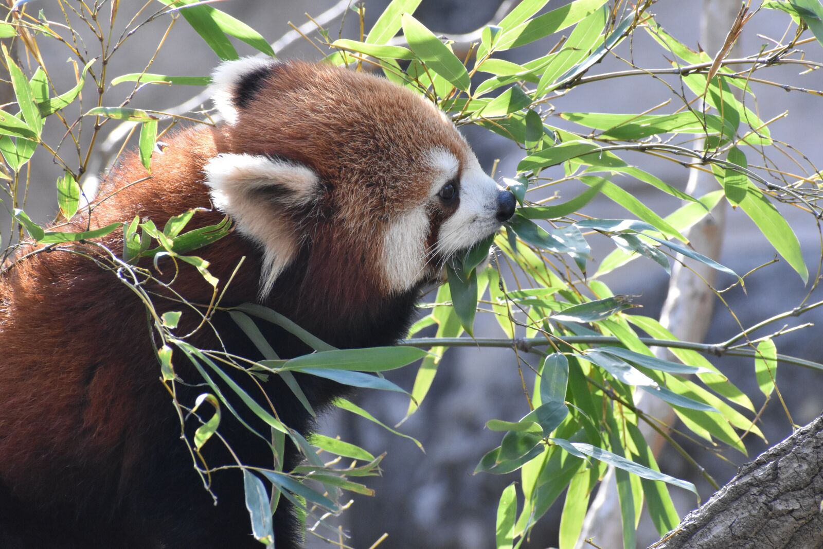 Nikon D5600 sample photo. Red, panda, animal photography