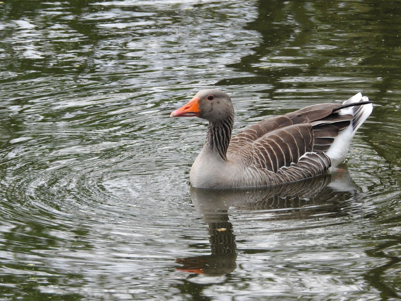 Nikon Coolpix P900 sample photo. Wild goose, goose, water photography