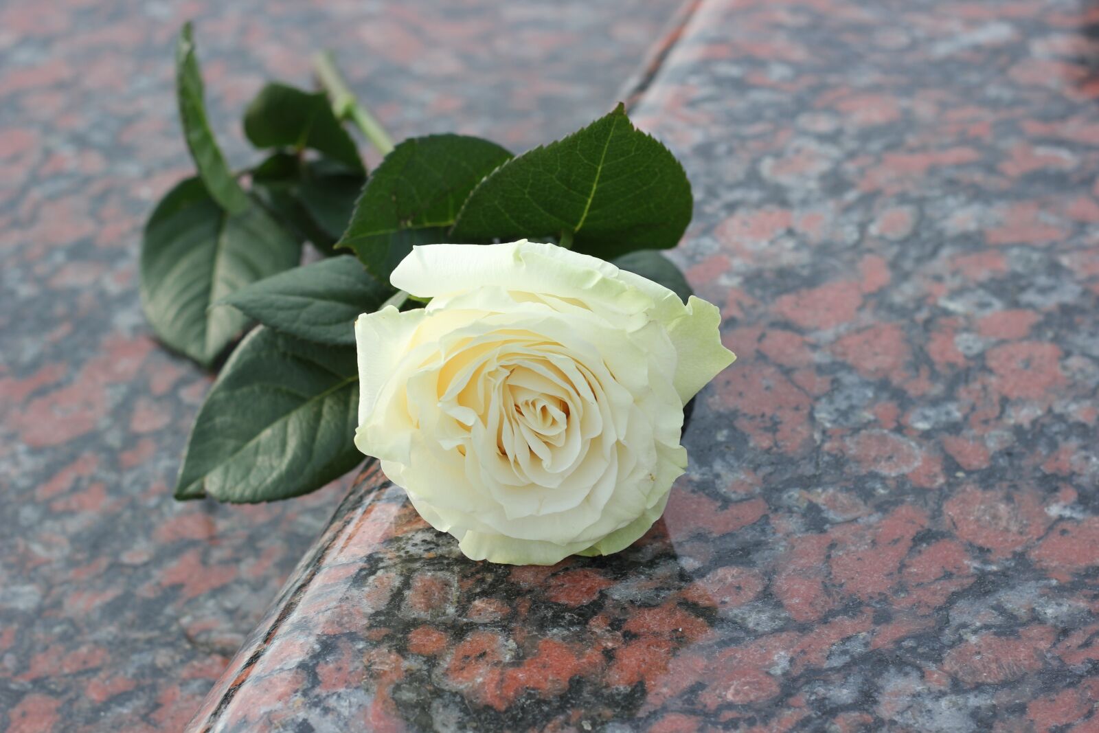 Canon EOS 550D (EOS Rebel T2i / EOS Kiss X4) sample photo. White rose, purity, red photography