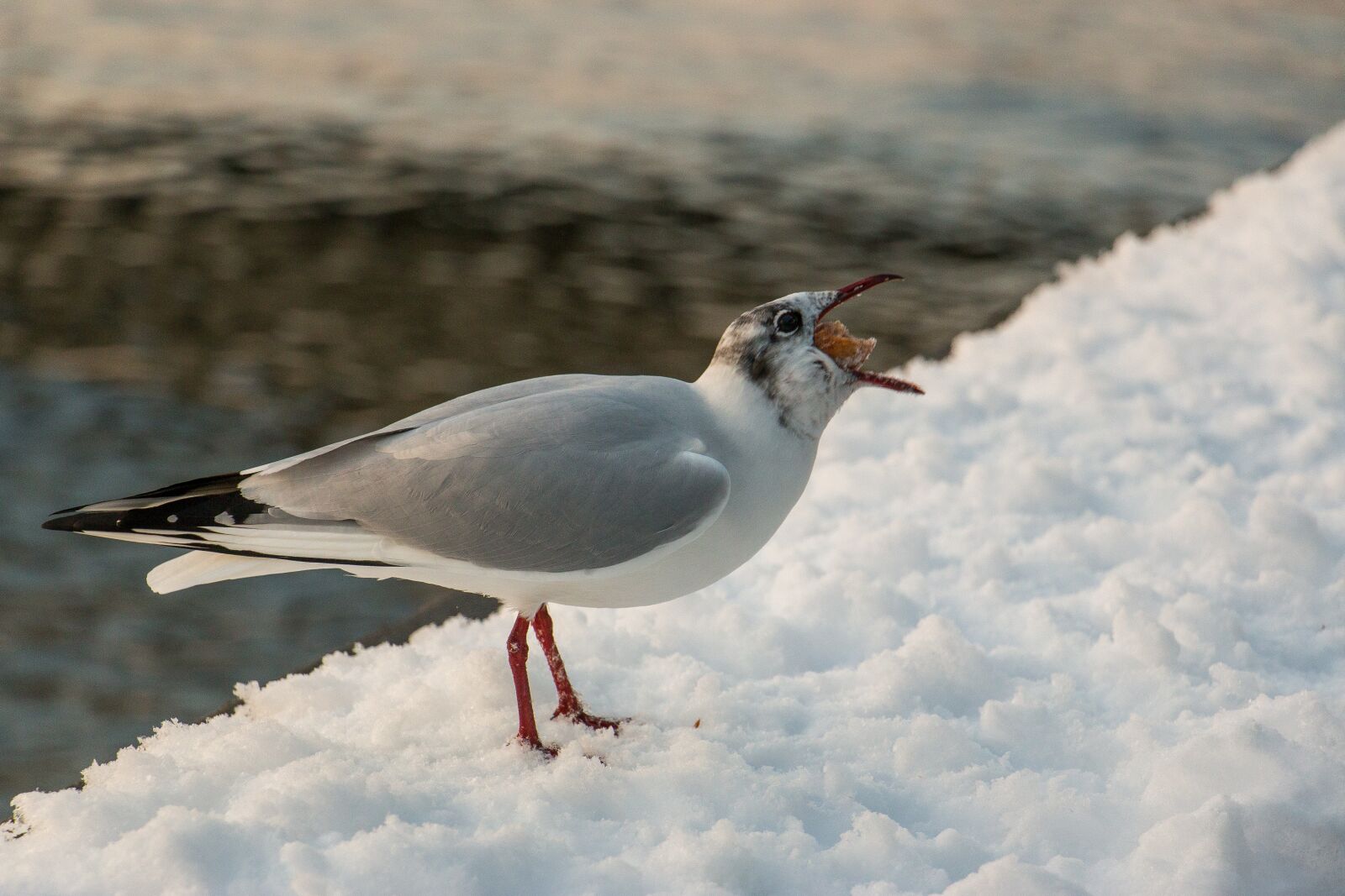 Canon EOS 70D sample photo. Bird, nature, animal world photography