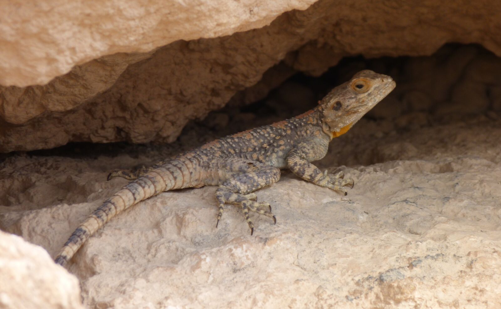Panasonic Lumix DMC-FZ40 (Lumix DMC-FZ45) sample photo. Reptiles, lizards, nature photography