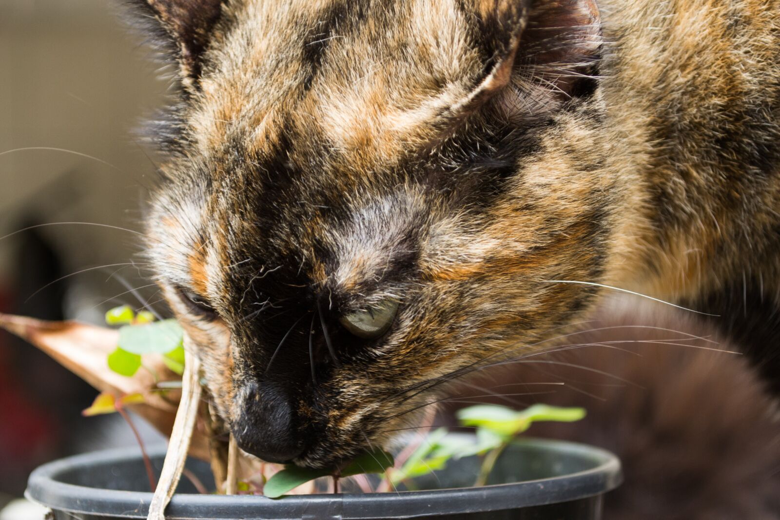 Nikon D3100 sample photo. Cat, pet, animal photography