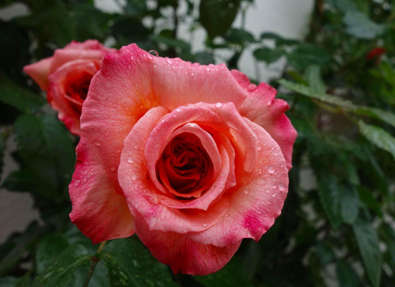 Sony Cyber-shot DSC-RX100 sample photo. Rose, flower, blossom photography