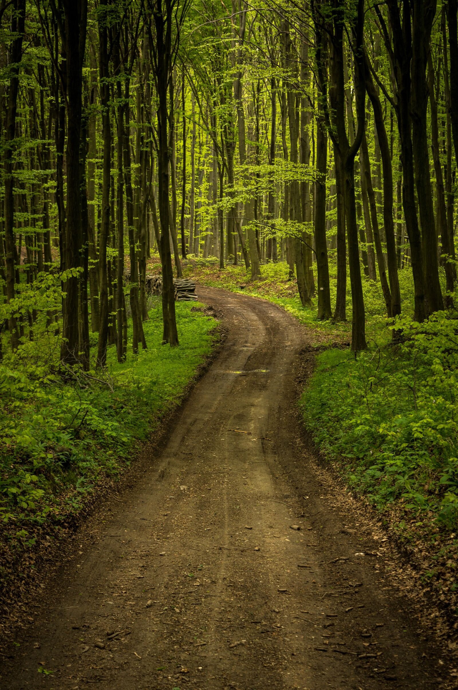 Nikon D3200 sample photo. Forest, road, landscape photography