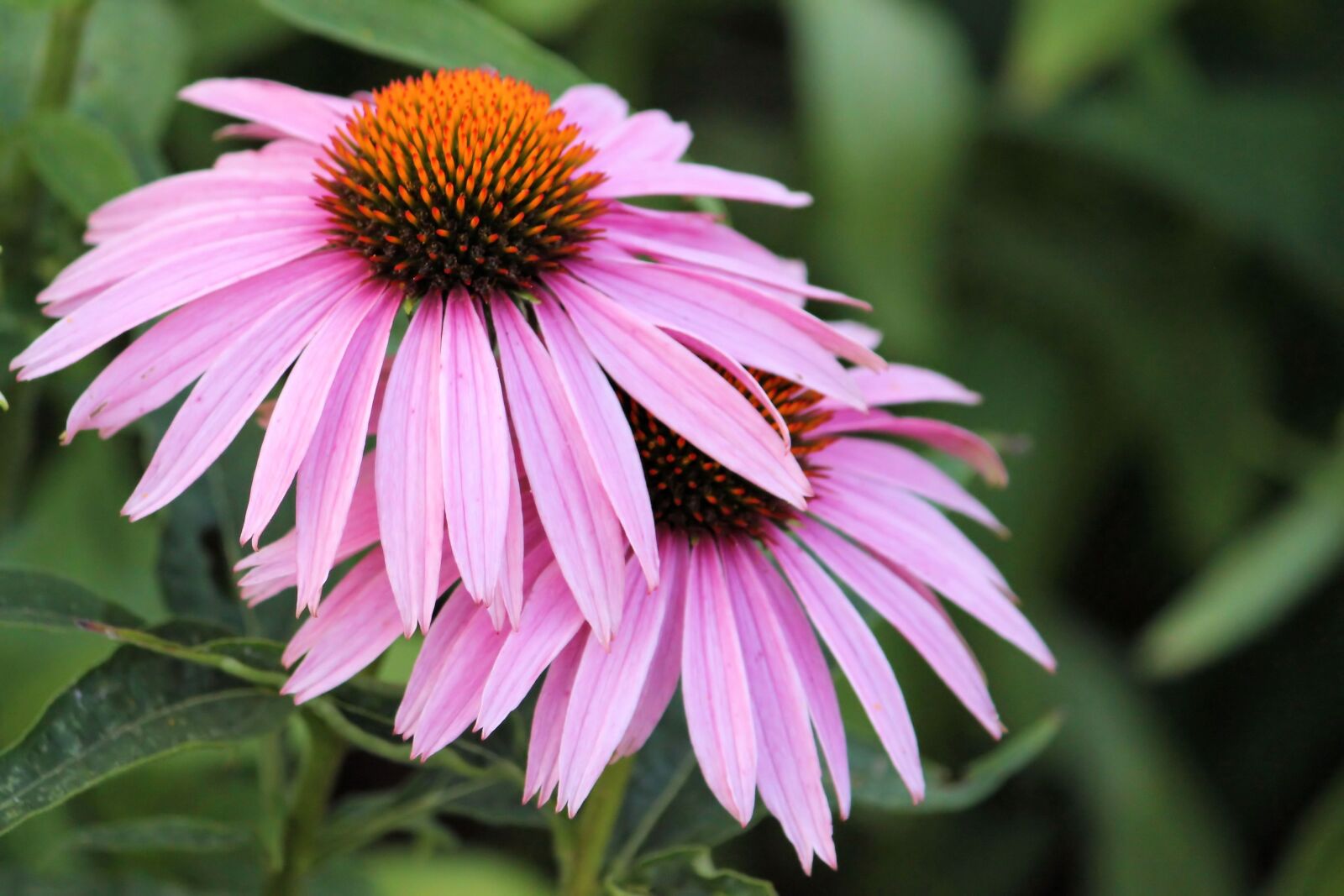Canon EF-S 55-250mm F4-5.6 IS II sample photo. Coneflower, blossom, bloom photography