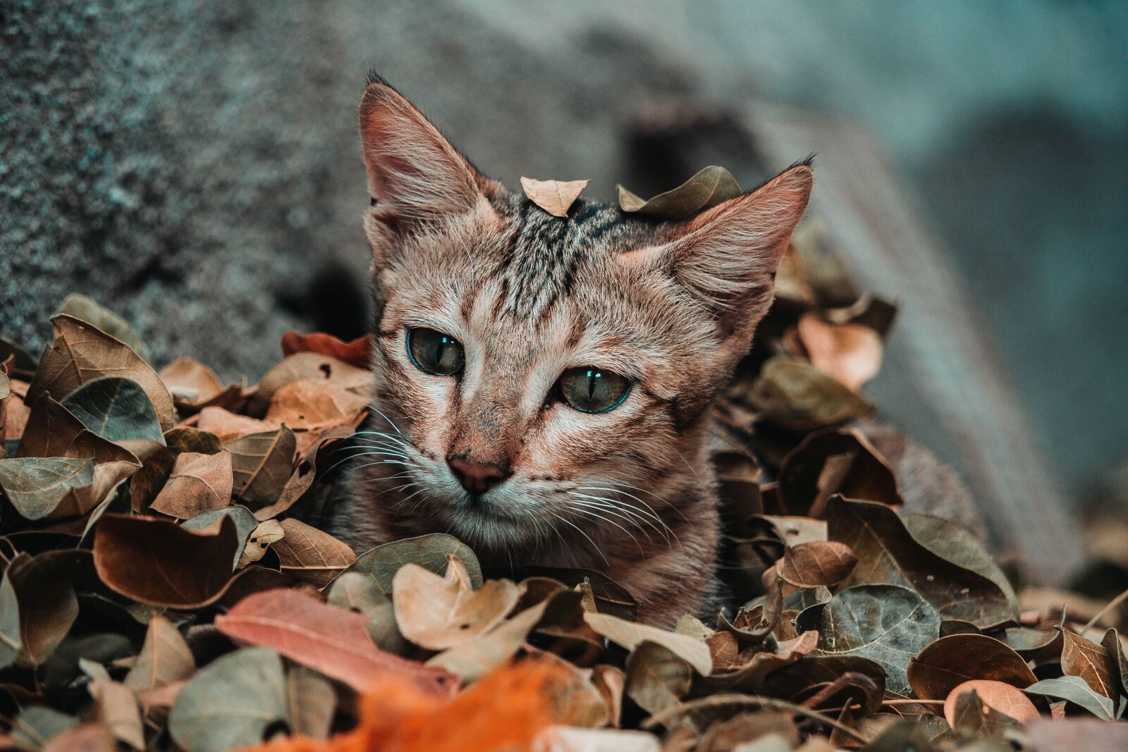 Sony E 55-210mm F4.5-6.3 OSS sample photo. Cat, cute, playing photography