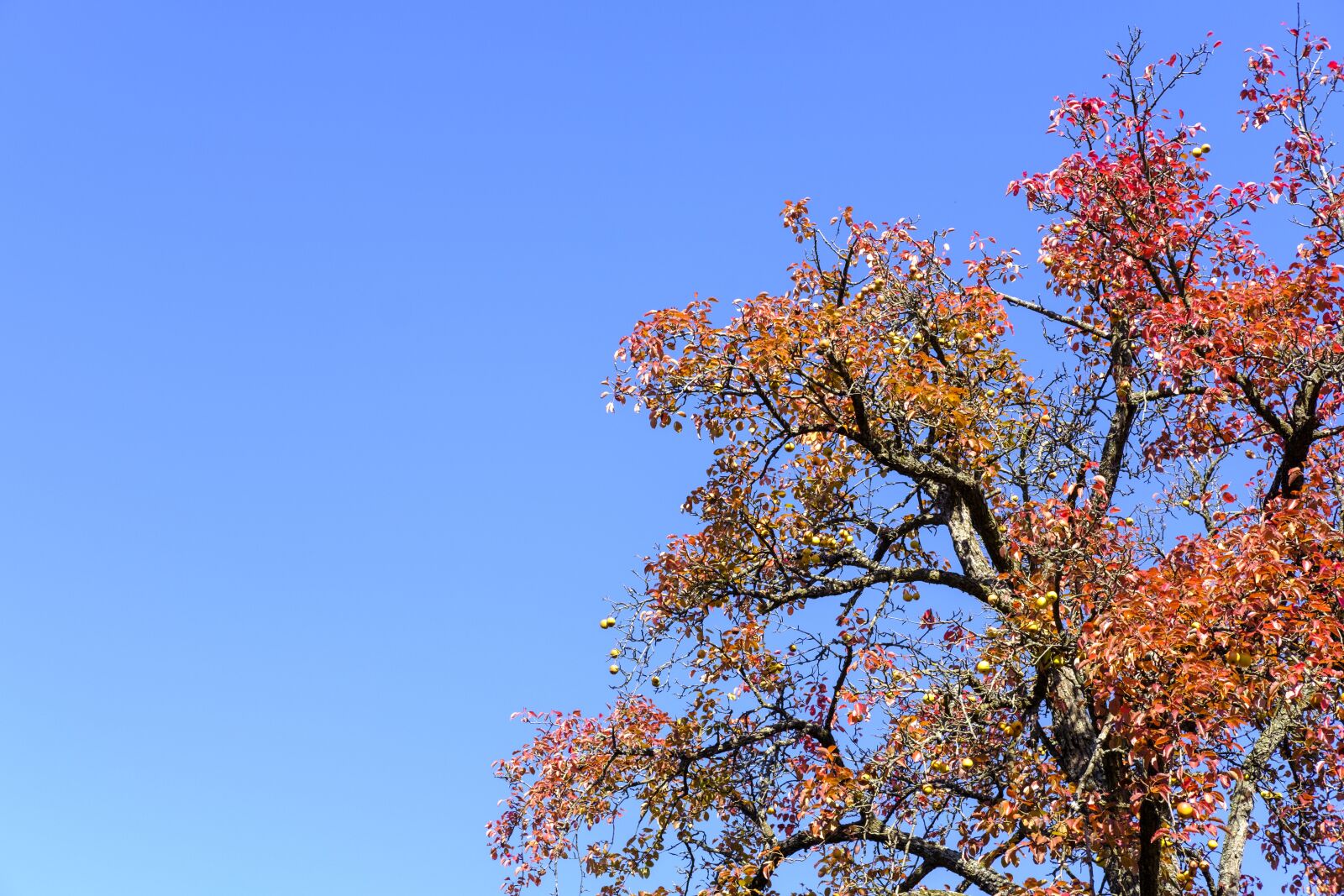 Fujifilm X-T2 + Fujifilm XF 35mm F2 R WR sample photo. Tree, autumn, fall foliage photography