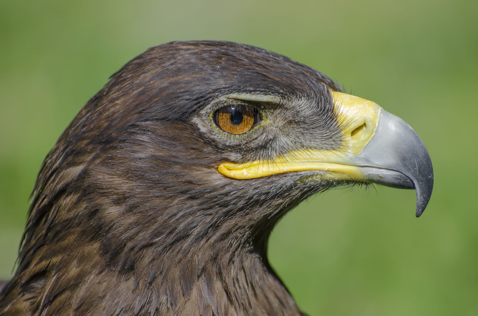 Nikon D7000 sample photo. Adler, animal, animal portrait photography