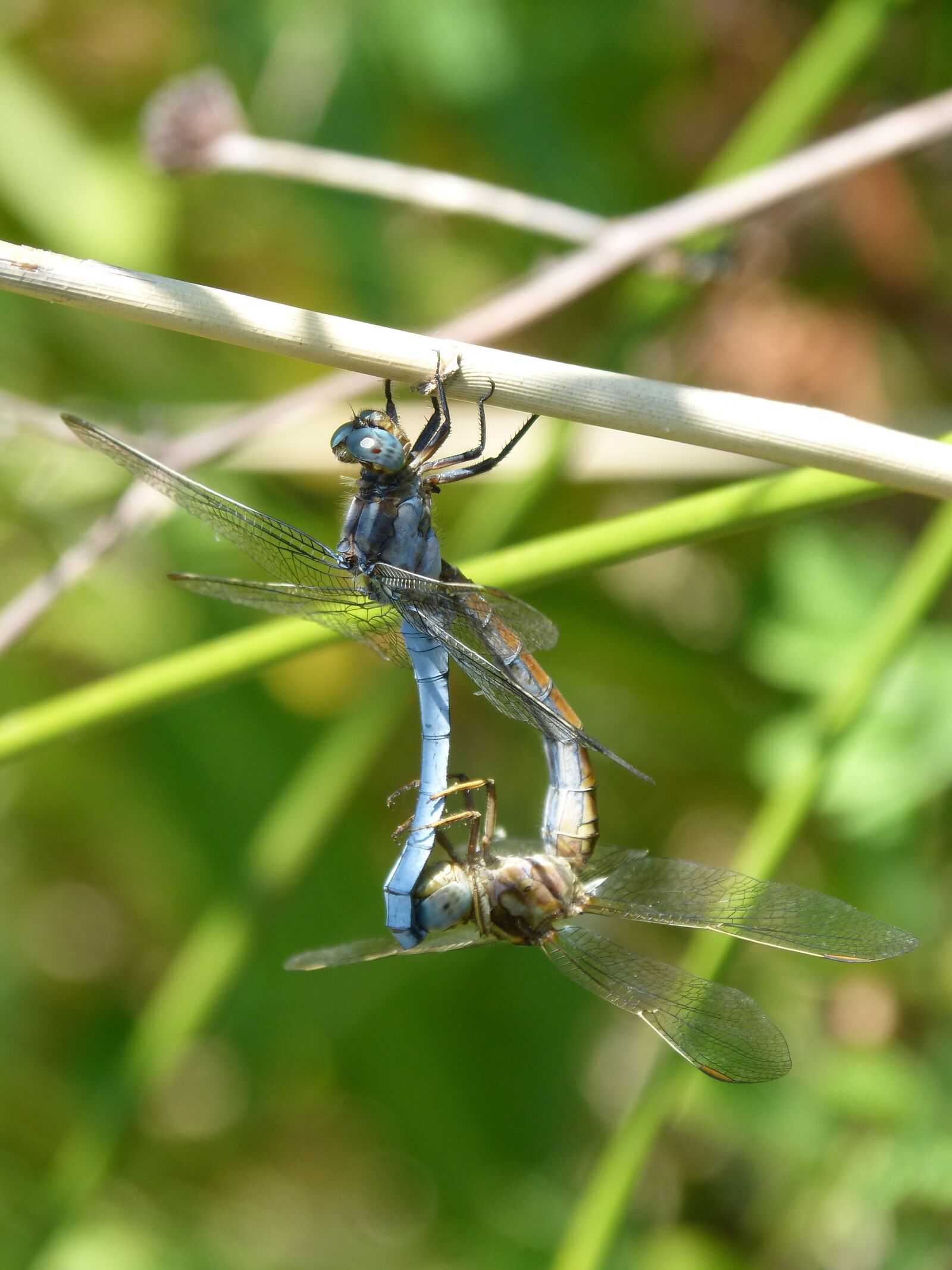 Panasonic DMC-FZ62 sample photo. Dragonfly, blue dragonfly, couple photography