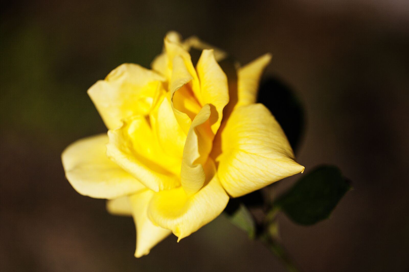 Canon EOS 5D Mark II sample photo. Rose, yellow, flower photography