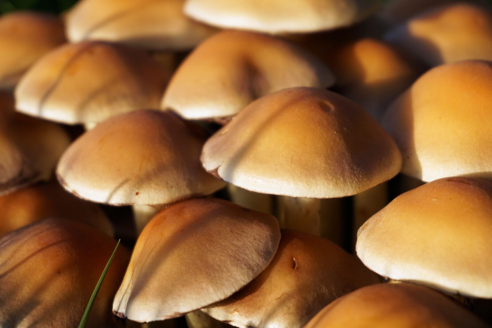 Sony a6000 sample photo. Mushroom, autumn, nature photography