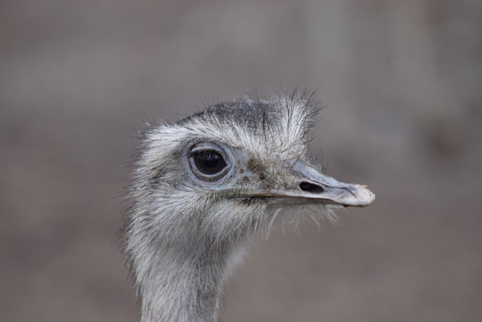Nikon D5300 sample photo. Ostrich, animal, bird photography